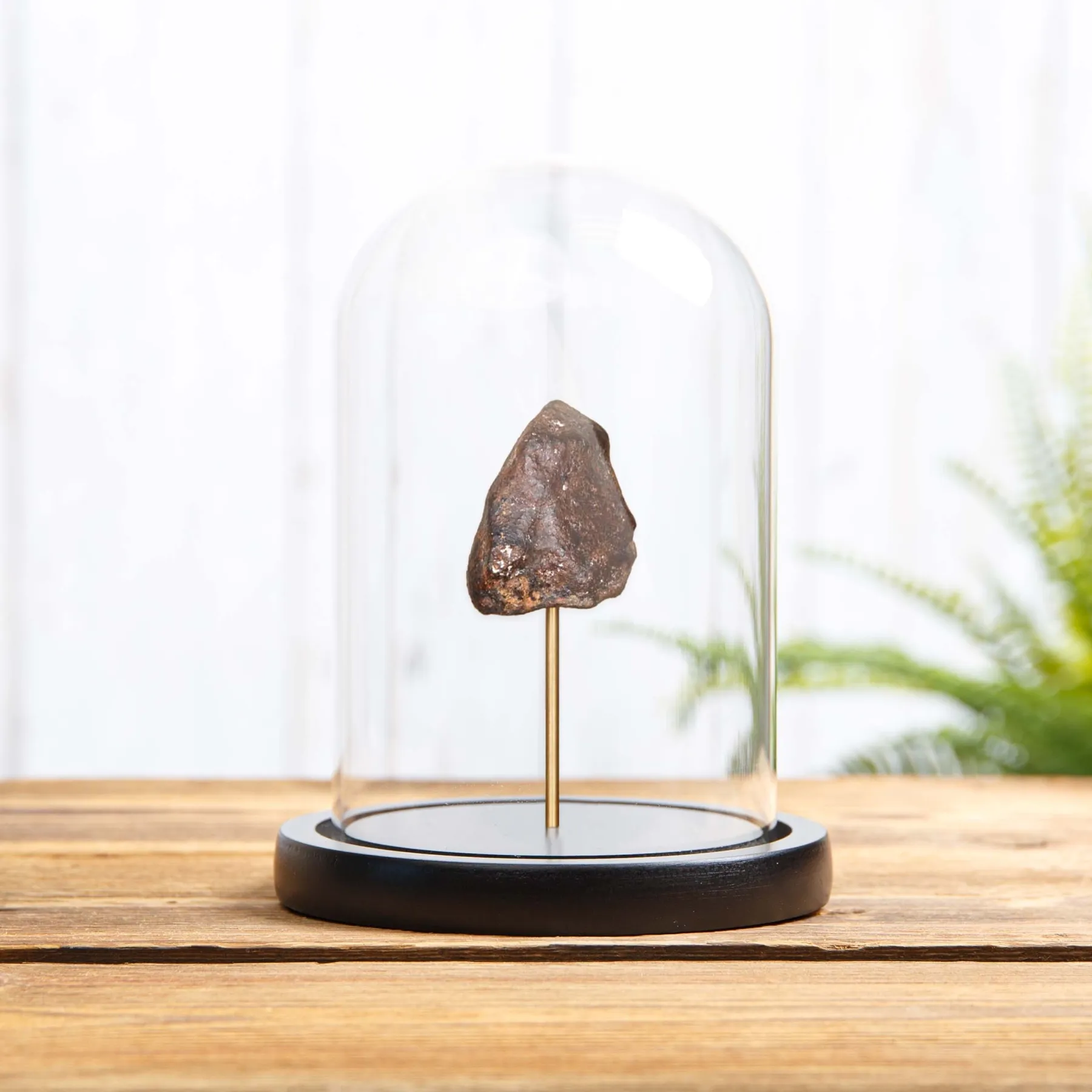 Minibeast Meteorite in einer Glasglocke