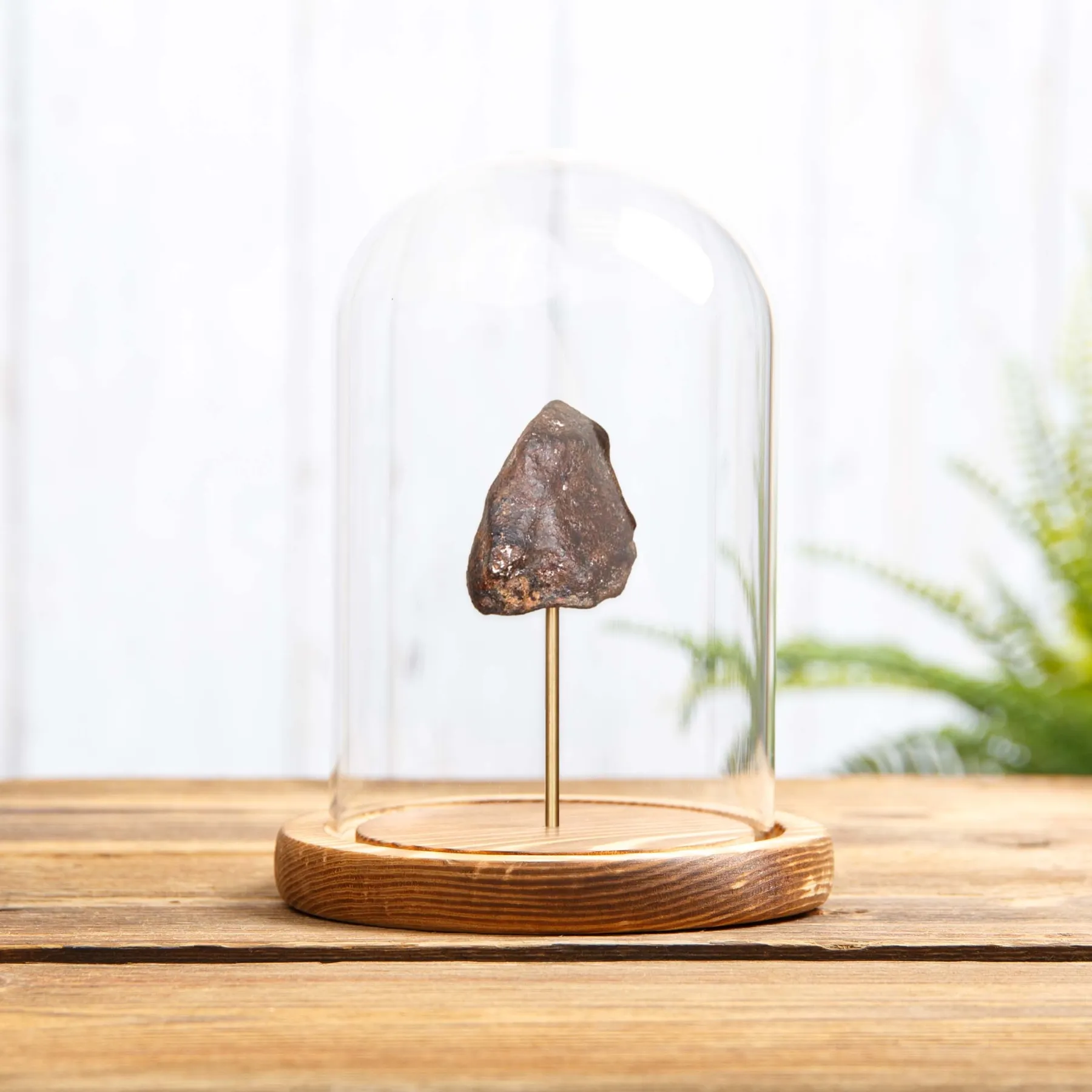 Minibeast Meteorite in einer Glasglocke