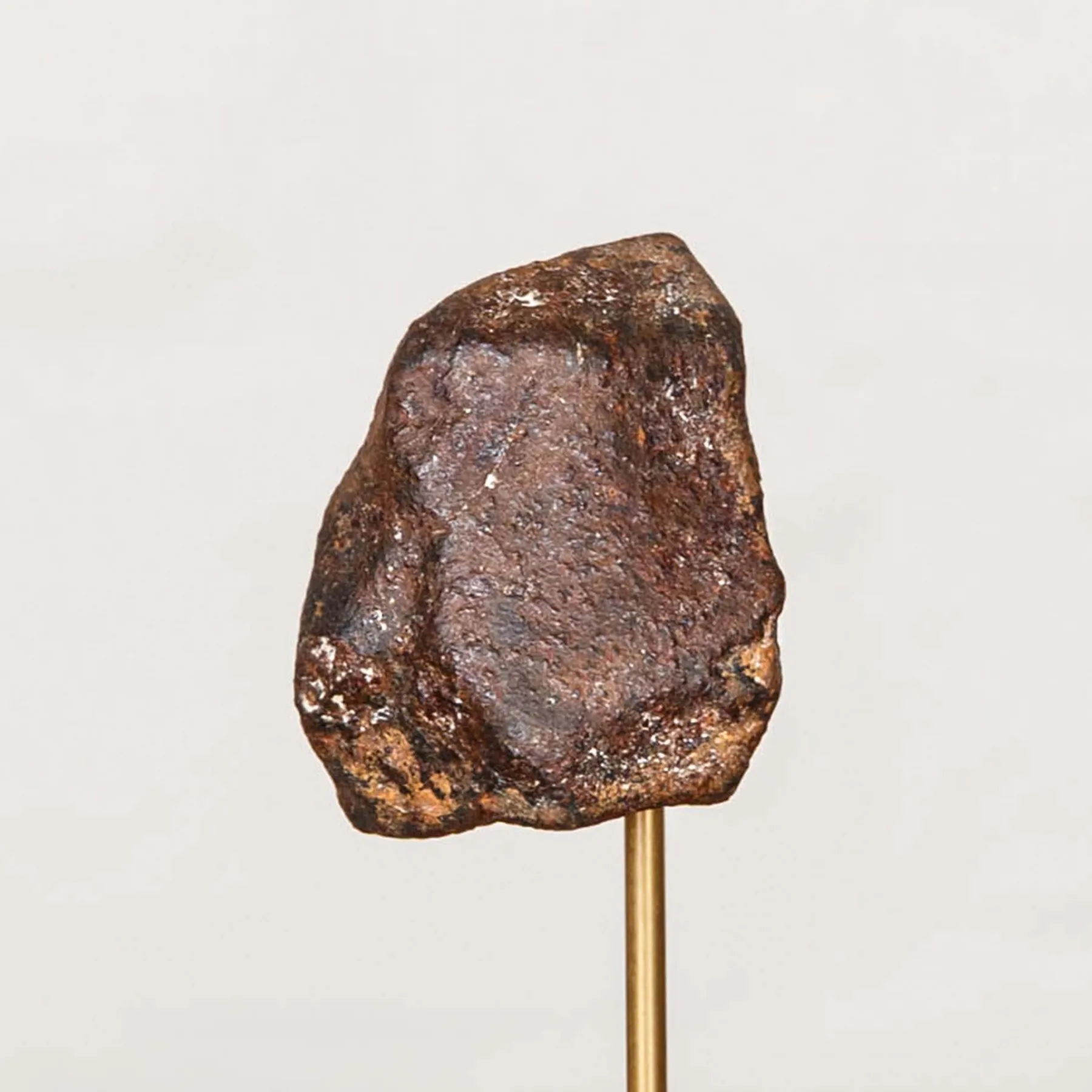 Minibeast Meteorite in einer Glasglocke
