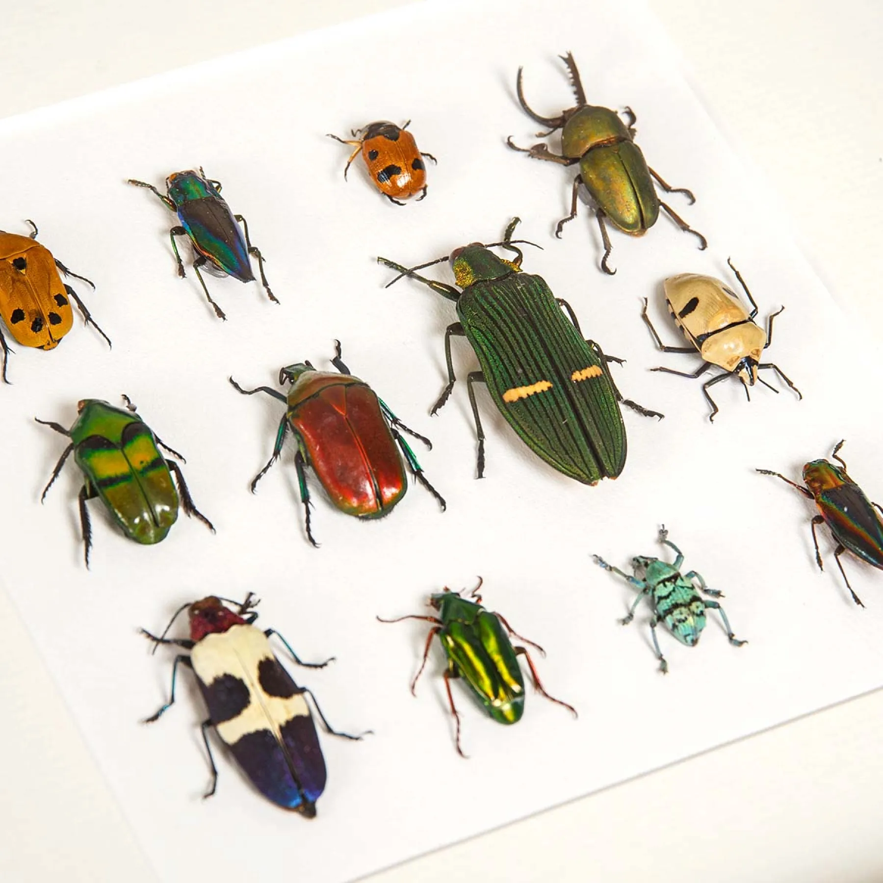 Minibeast Πολλαπλή Έκθεση Εντόμων σε Κορνίζα