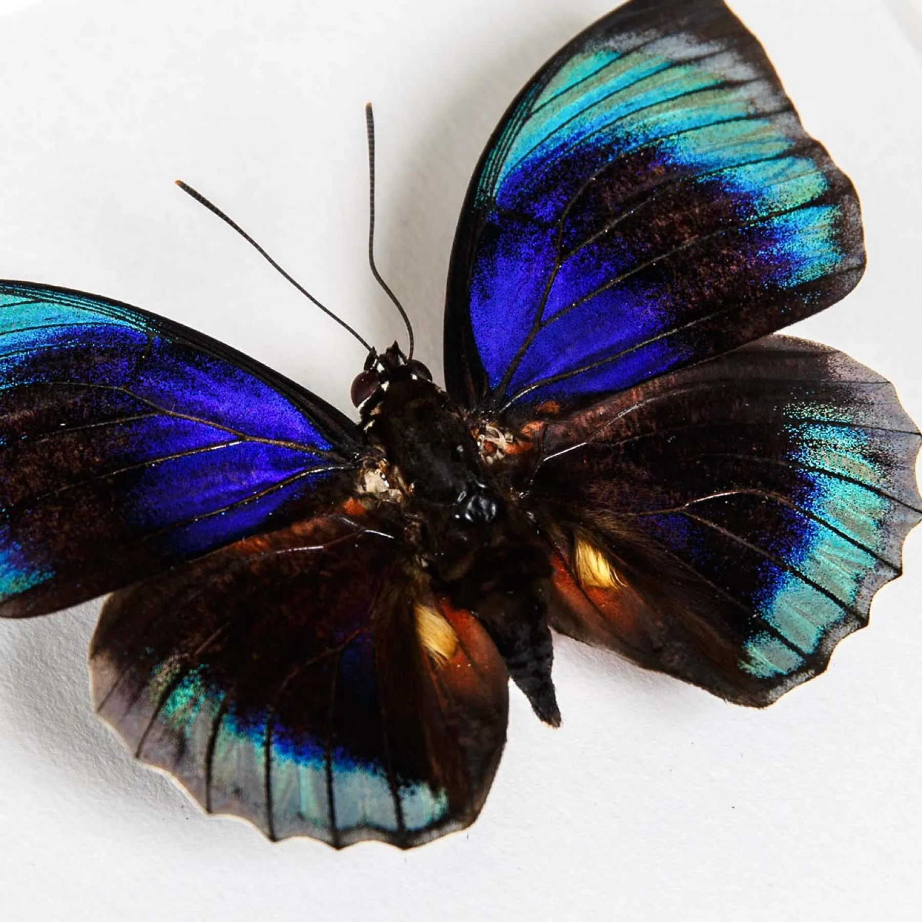 Agrias Butterfly In Box Frame (Agrias beata beatifica)