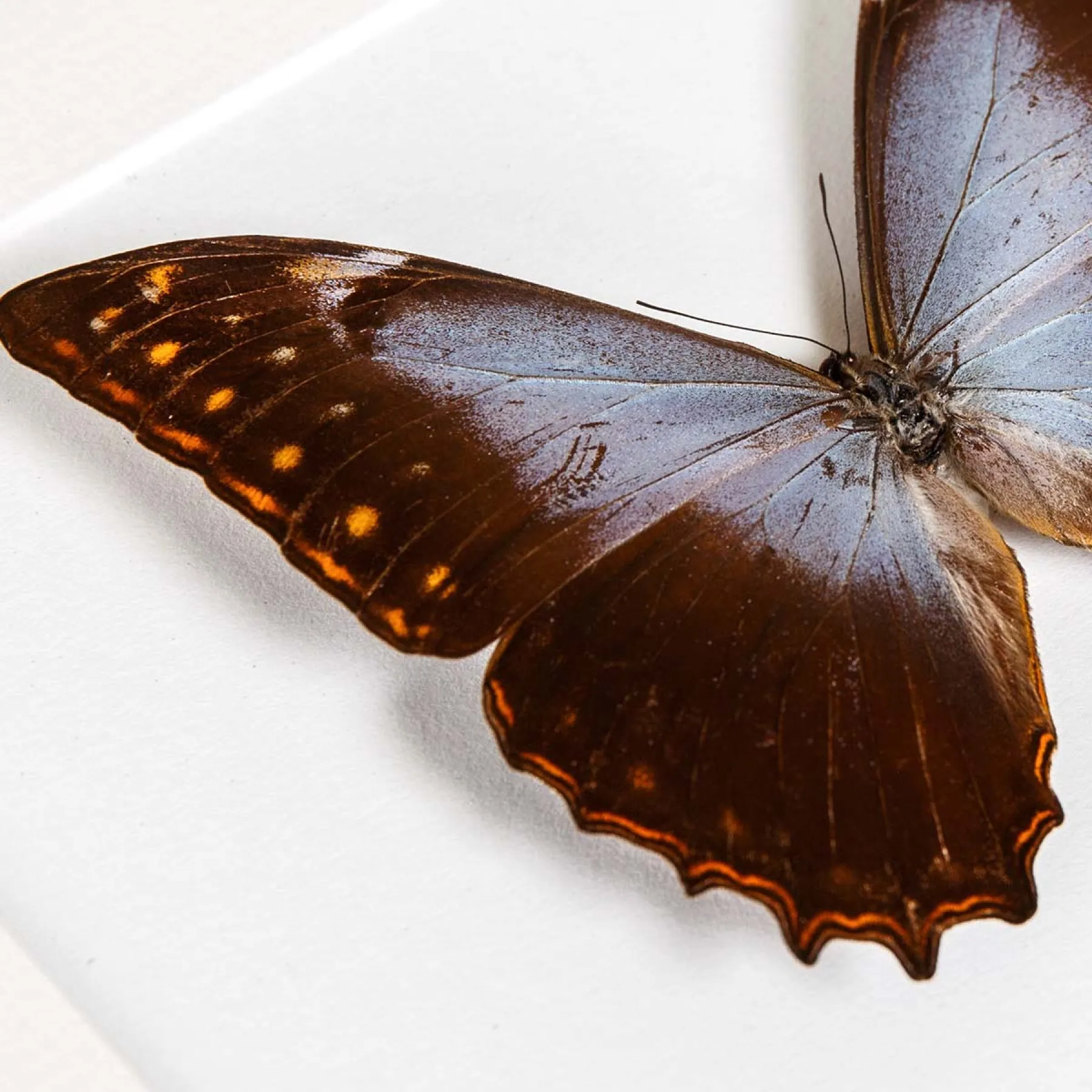 Minibeast Theseus Morpho in Cornice (Morpho theseus schewetzeri)