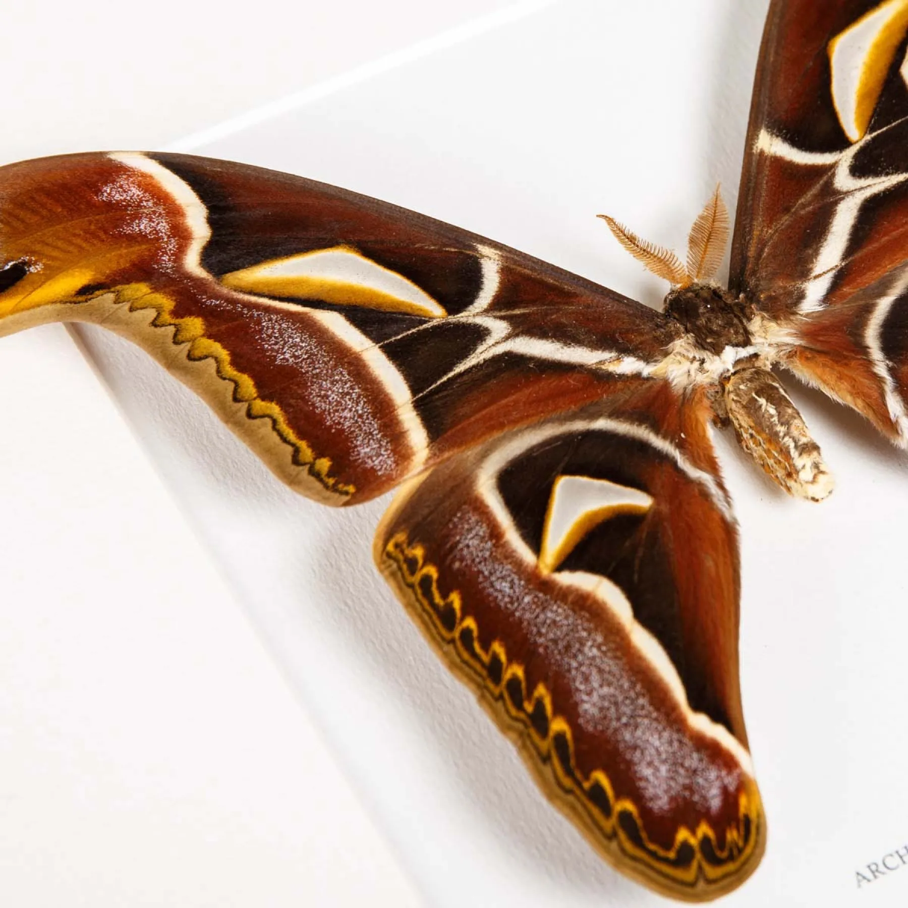 Edward's Atlas Moth In Box Frame (Archaeoattacus edwardsii) Minibeast Edward's Atlas Moth In Box Frame (Archaeoattacus edwardsii)
