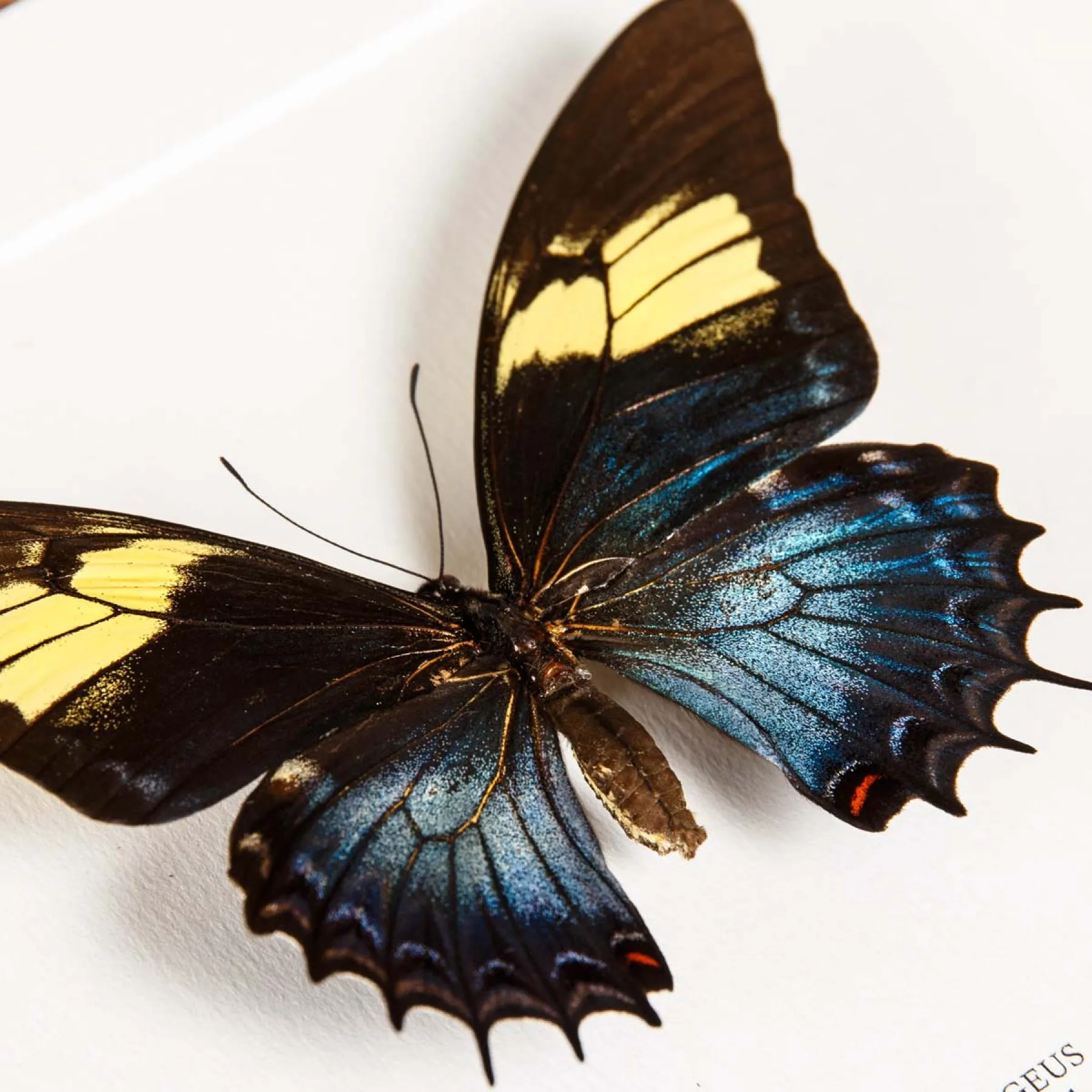 Minibeast Königin-Schwalbenschwanz Männchen & Weibchen Paar im Vitrinenrahmen (Papilio androgeus)