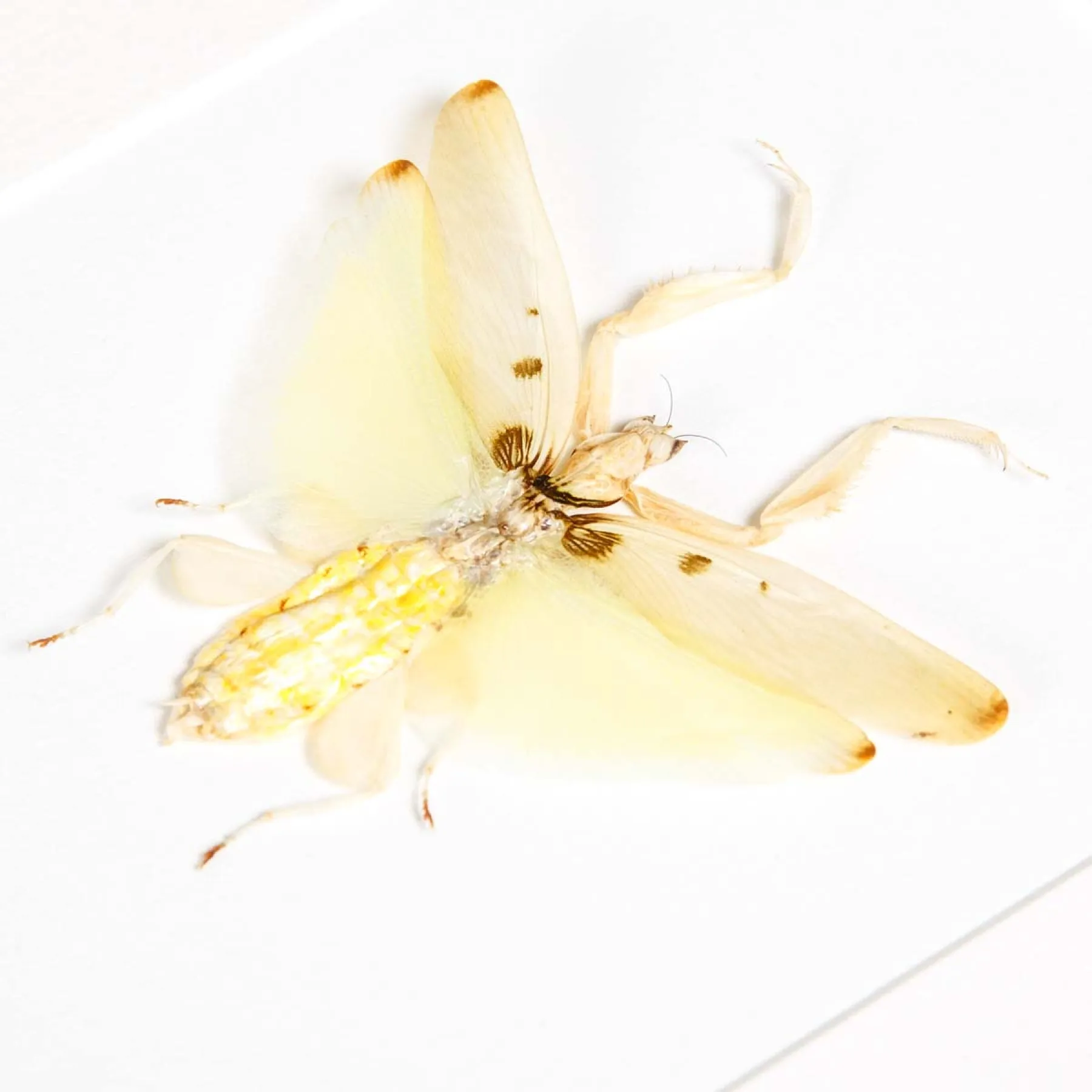 Minibeast Orchid Mantis In Box Frame (Hymenopus coronatus)