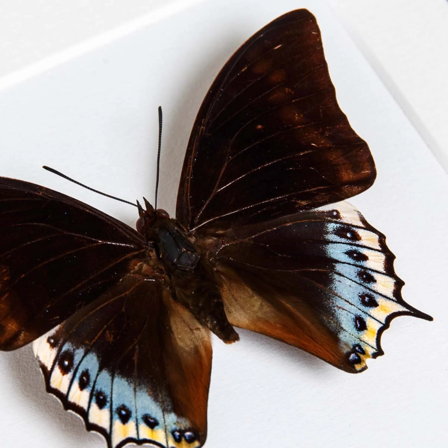 Charaxes eurialus Butterfly In Box Frame From indonesia