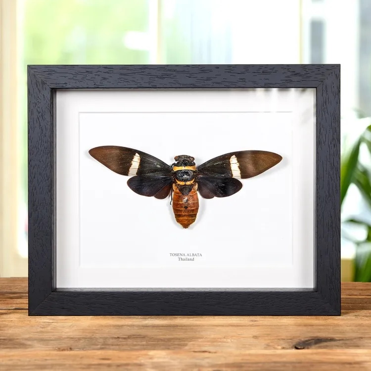 Cicada In Box Frame (Tosena albata)