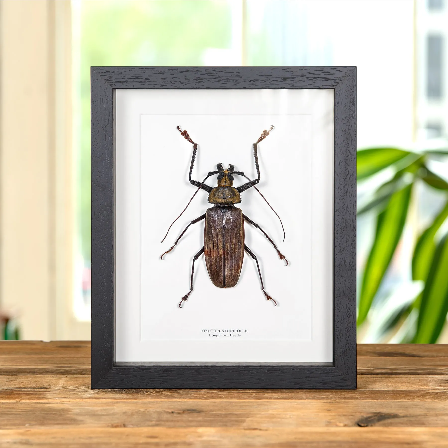 Minibeast Scarabée longicorne dans un cadre (Xixuthrus lunicollis)
