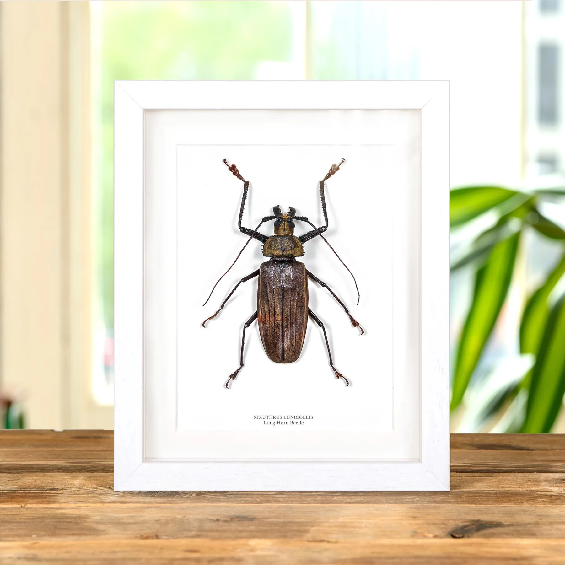 Minibeast Scarabée longicorne dans un cadre (Xixuthrus lunicollis)