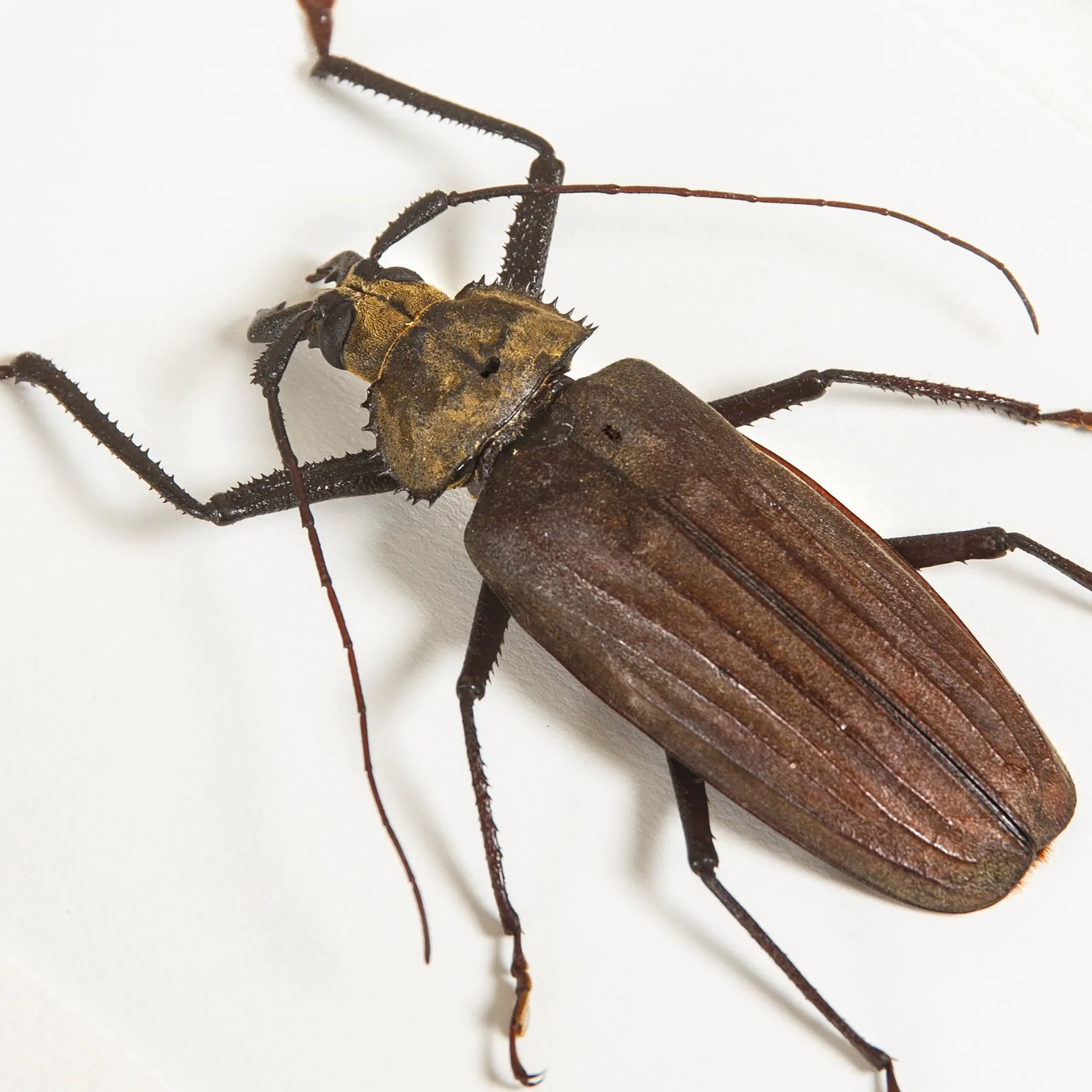 Minibeast Scarabée longicorne dans un cadre (Xixuthrus lunicollis)