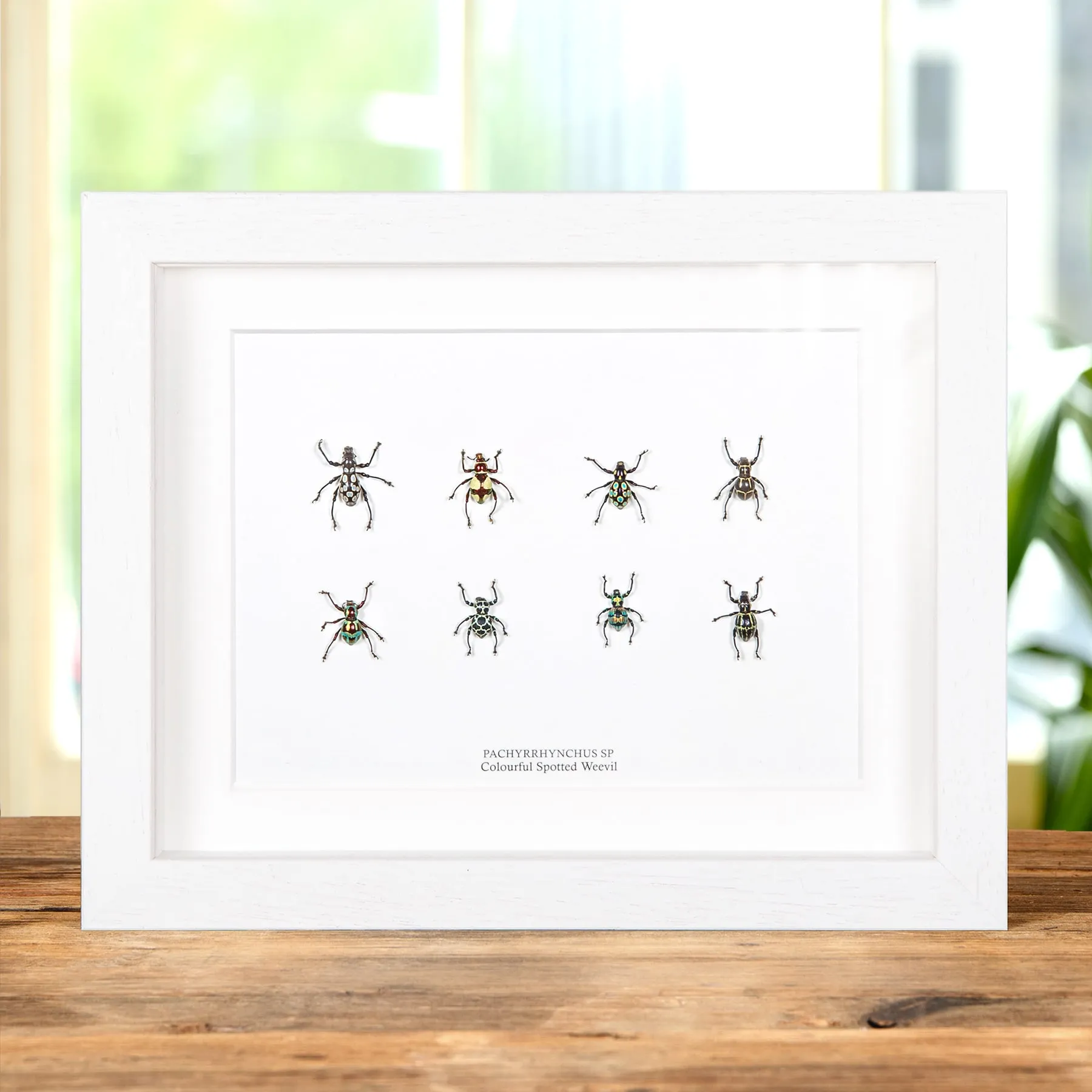 Colourful Spotted Weevil Beetles In Box Frame (Pachyrhynchus sp) Minibeast Colourful Spotted Weevil Beetles In Box Frame (Pachyrhynchus sp)