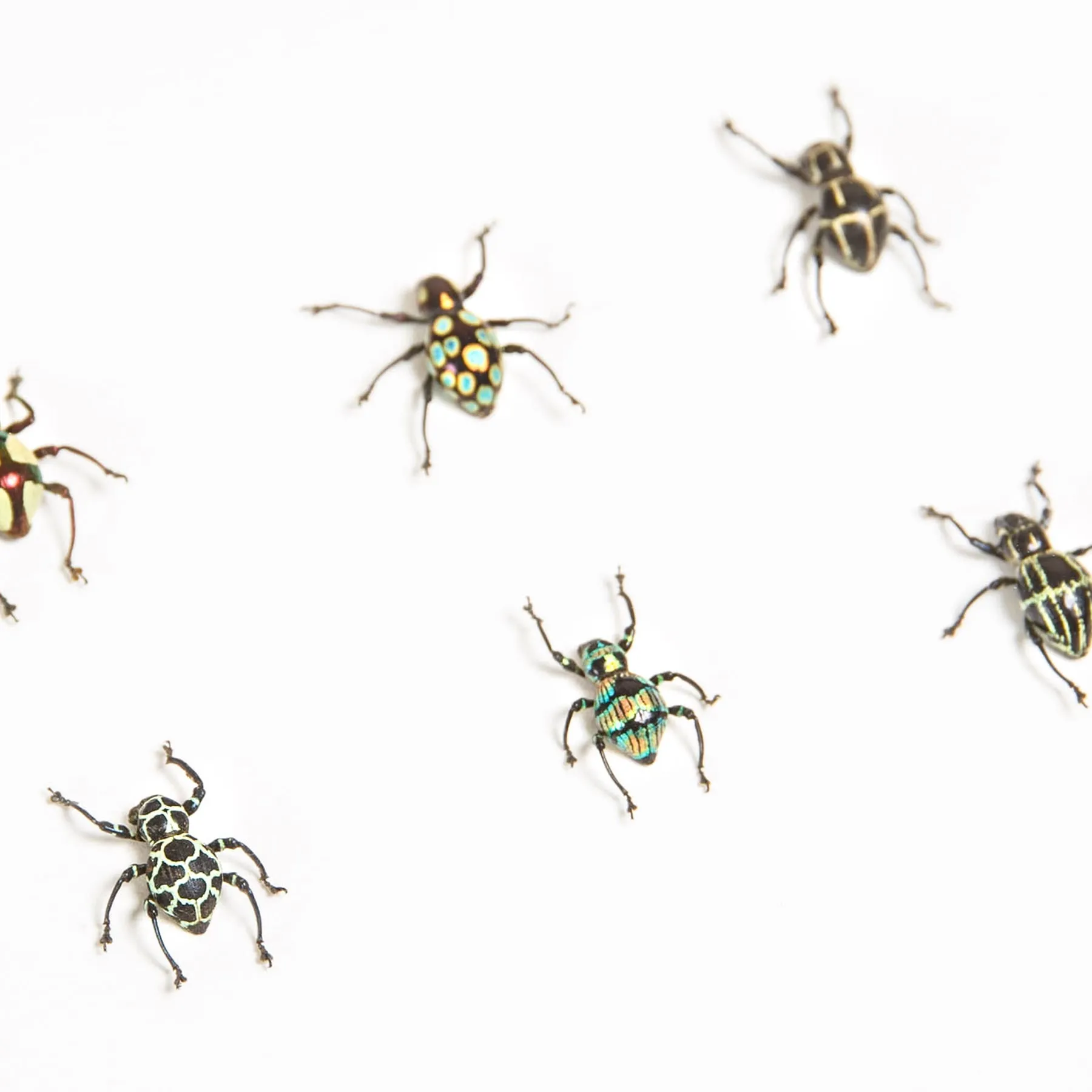 Colourful Spotted Weevil Beetles In Box Frame (Pachyrhynchus sp) Minibeast Colourful Spotted Weevil Beetles In Box Frame (Pachyrhynchus sp)