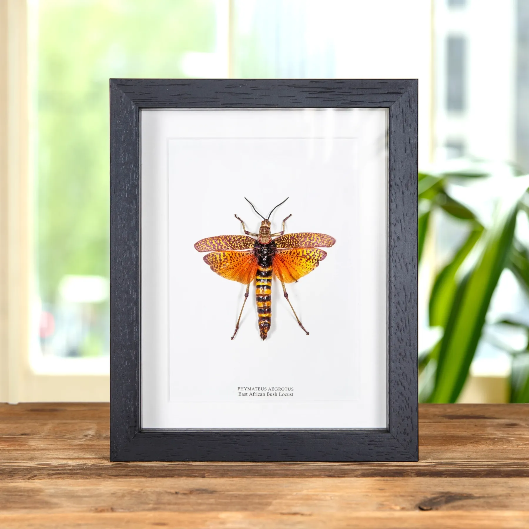 East African Bush Locust In Box Frame (Phymateus aegrotus) Minibeast East African Bush Locust In Box Frame (Phymateus aegrotus)