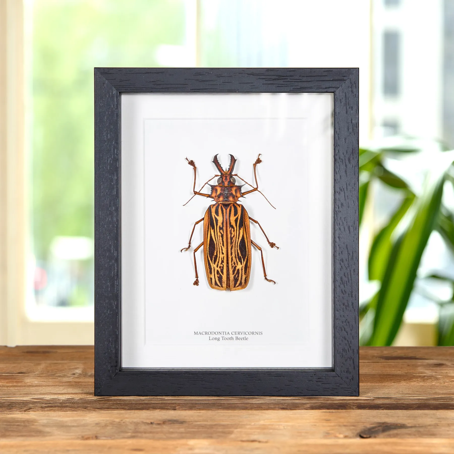 Female Sabertooth Longhorn Beetle In Box Frame (Macrodontia cervicornis) Minibeast Female Sabertooth Longhorn Beetle In Box Frame (Macrodontia cervicornis)