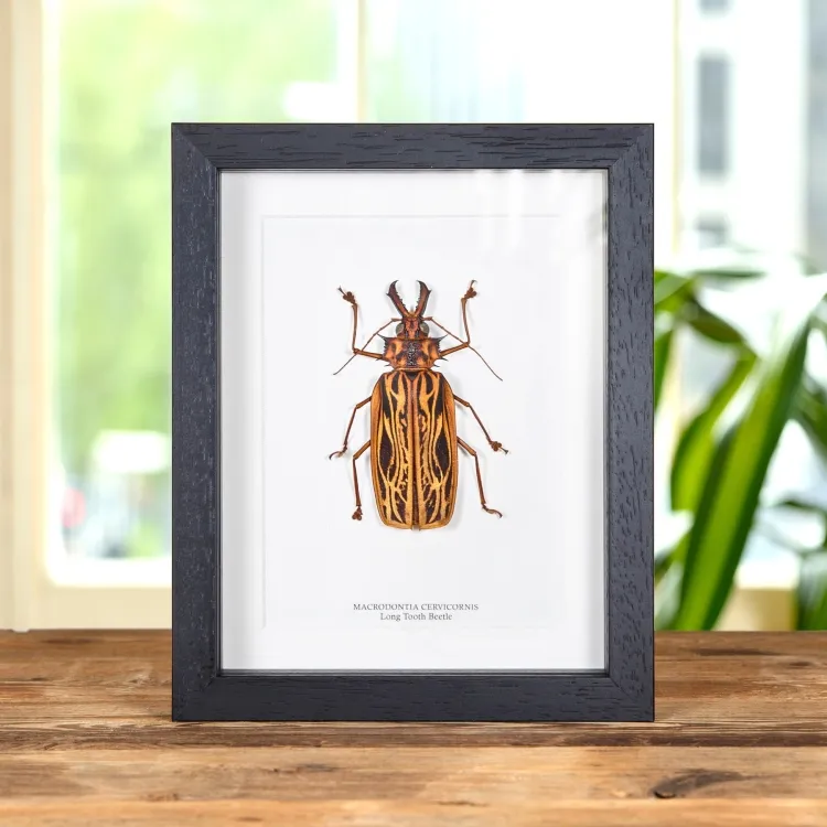 Female Sabertooth Longhorn Beetle In Box Frame (Macrodontia cervicornis)