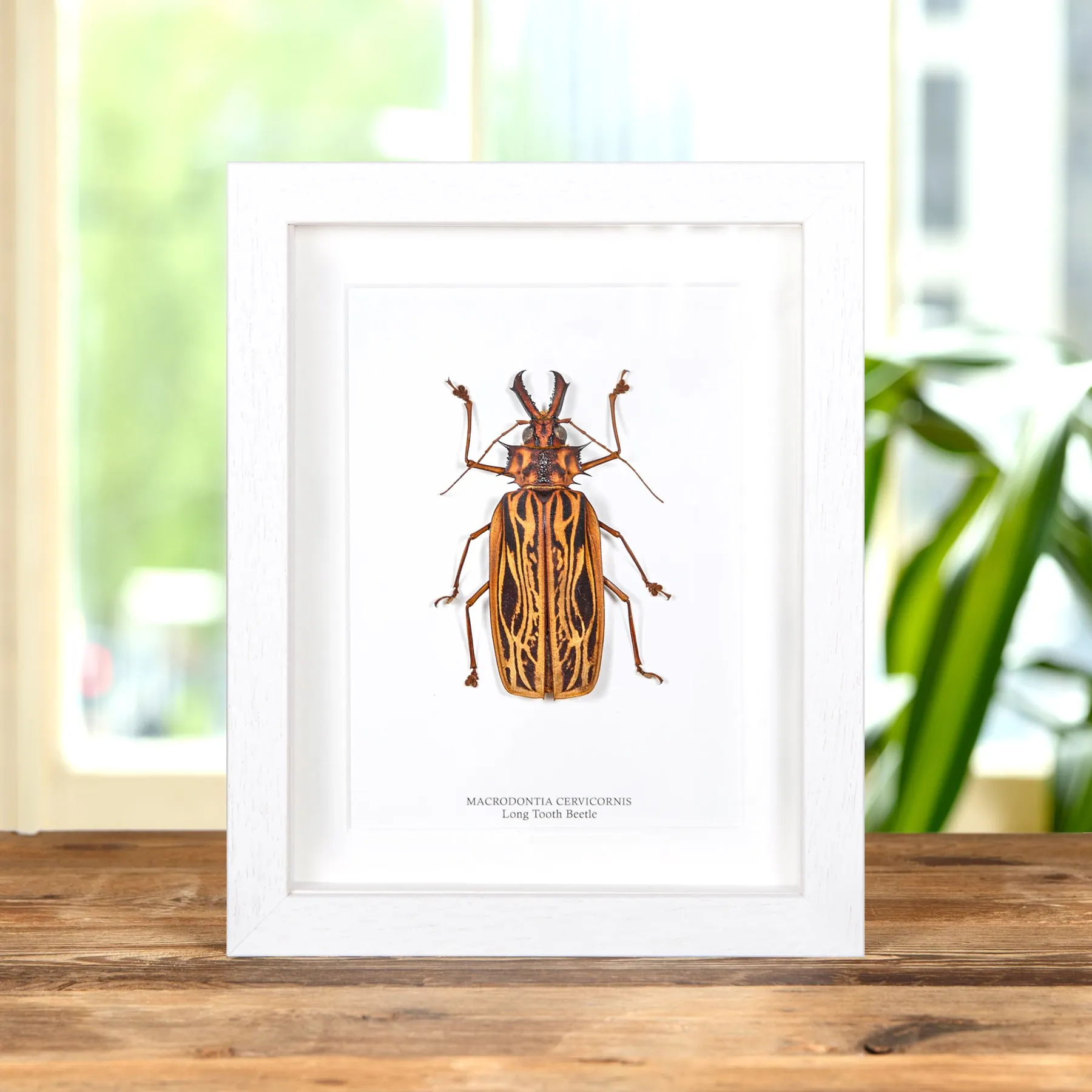 Female Sabertooth Longhorn Beetle In Box Frame (Macrodontia cervicornis) Minibeast Female Sabertooth Longhorn Beetle In Box Frame (Macrodontia cervicornis)
