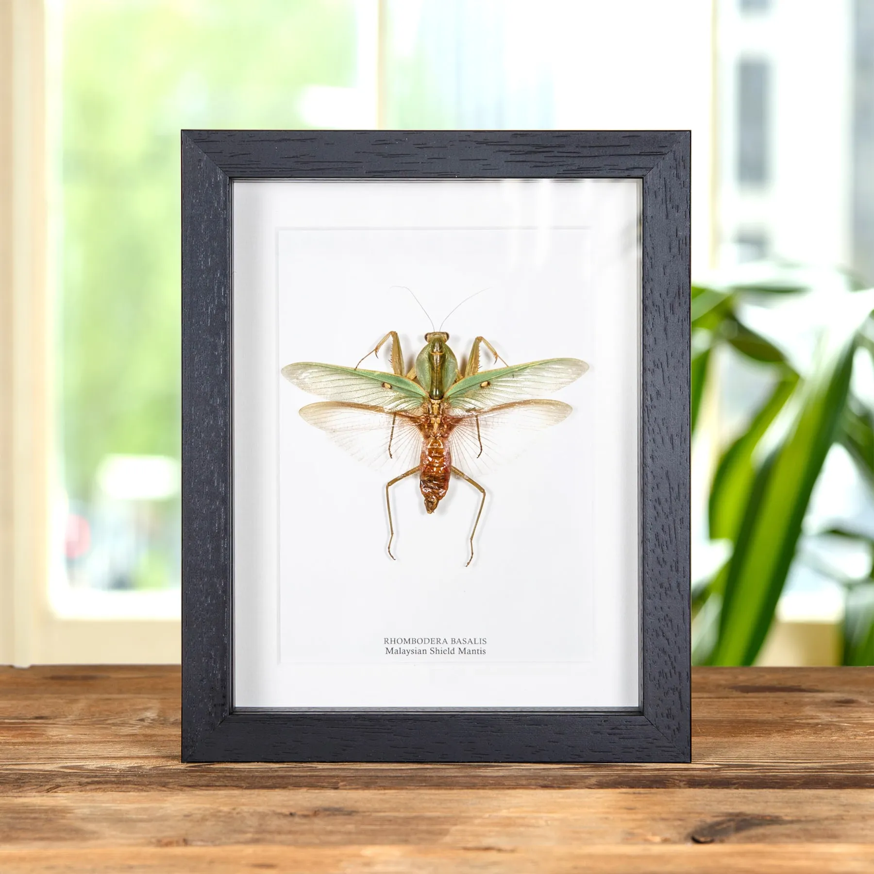 Malaysian Shield Mantis In Box Frame (Rhombodera basalis) Minibeast Malaysian Shield Mantis In Box Frame (Rhombodera basalis)