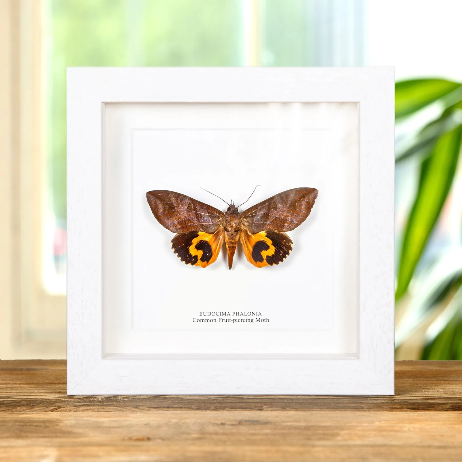 Common Fruit-piercing Moth In Box Frame (Eudocima phalonia) Minibeast Common Fruit-piercing Moth In Box Frame (Eudocima phalonia)