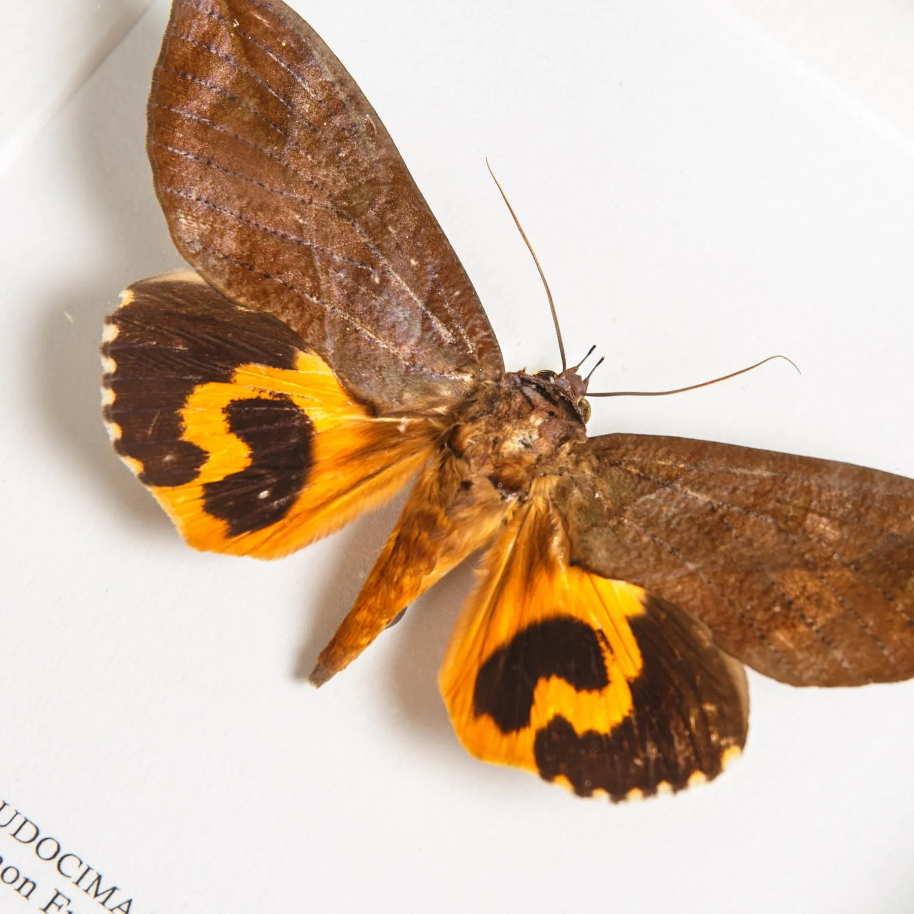 Common Fruit-piercing Moth In Box Frame (Eudocima phalonia) Minibeast Common Fruit-piercing Moth In Box Frame (Eudocima phalonia)