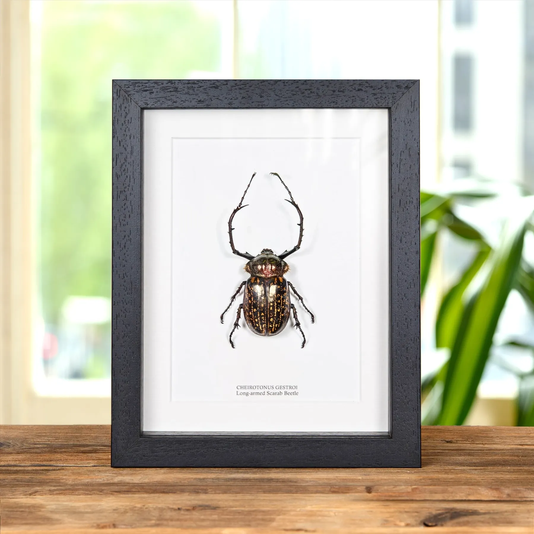 Long-armed Scarab Beetle In Box Frame (Cheirotonus gestroi) Minibeast Long-armed Scarab Beetle In Box Frame (Cheirotonus gestroi)