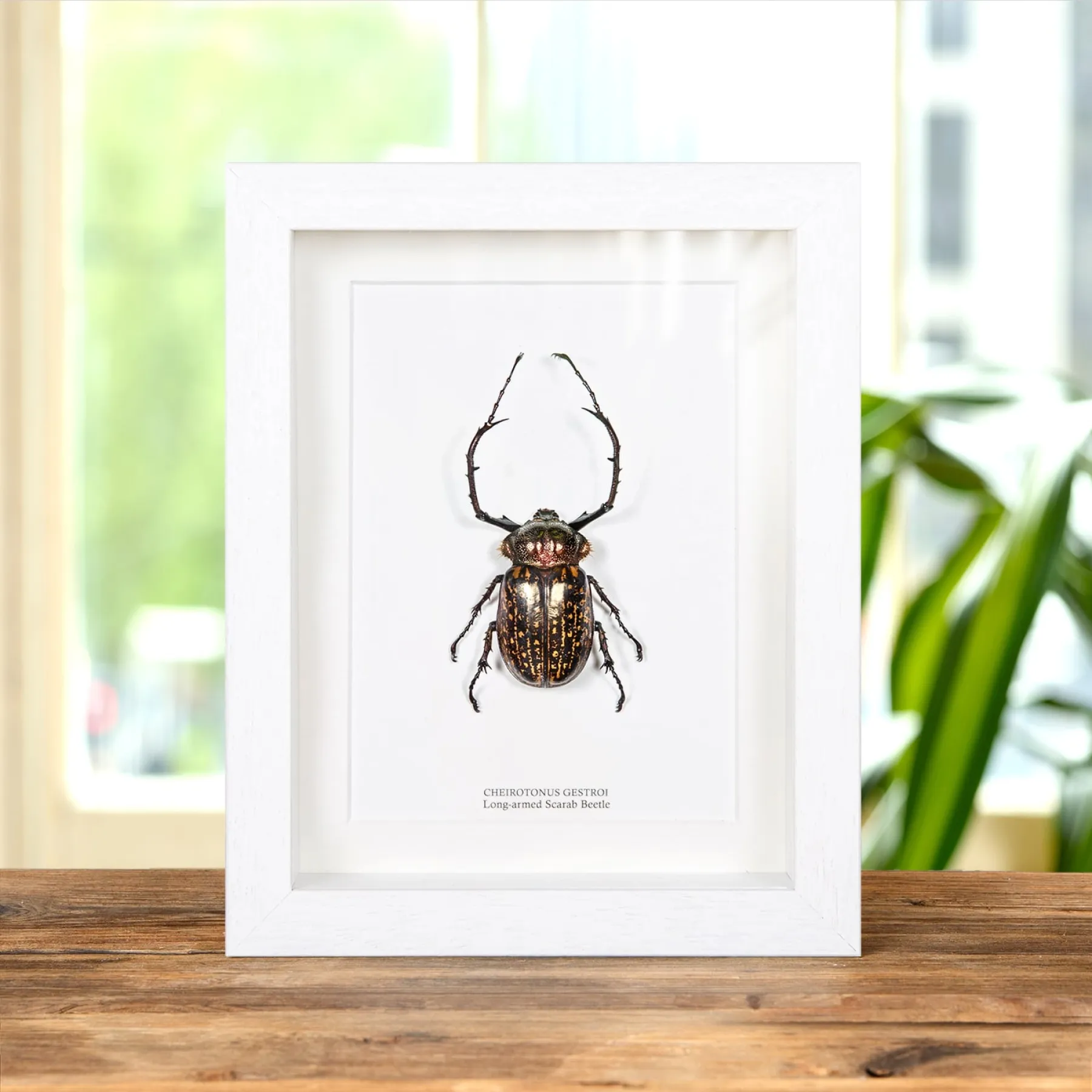 Long-armed Scarab Beetle In Box Frame (Cheirotonus gestroi) Minibeast Long-armed Scarab Beetle In Box Frame (Cheirotonus gestroi)