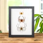 Minibeast Huntsman Spiders In Box Frame (Heteropoda sp)