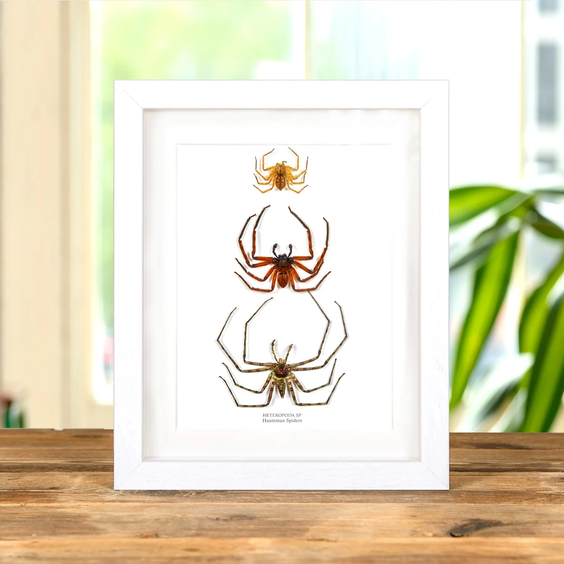 Huntsman Spiders In Box Frame (Heteropoda sp) Huntsman Spiders In Box Frame (Heteropoda sp)