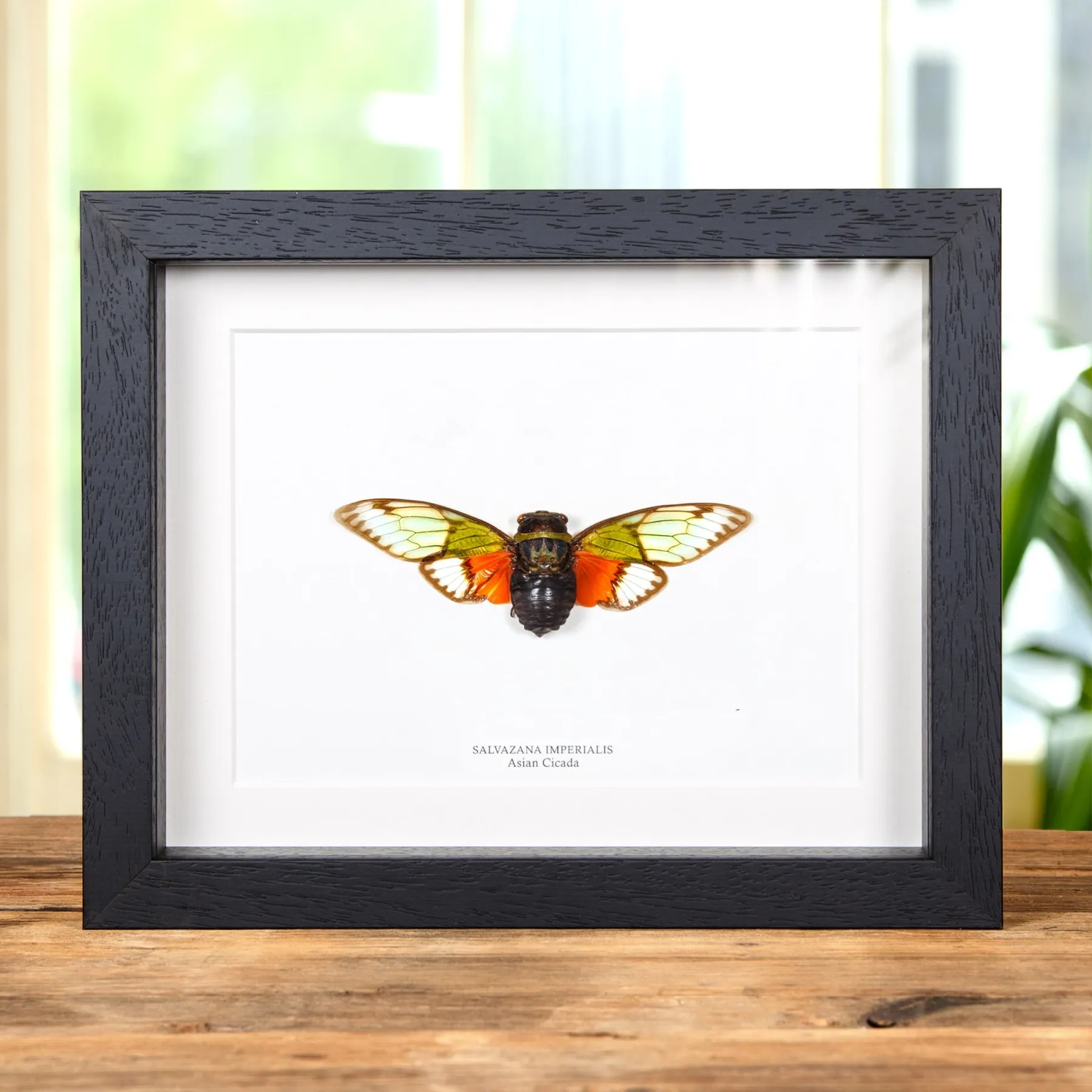 Minibeast Asian Cicada In Box Frame (Salvazana imperialis)