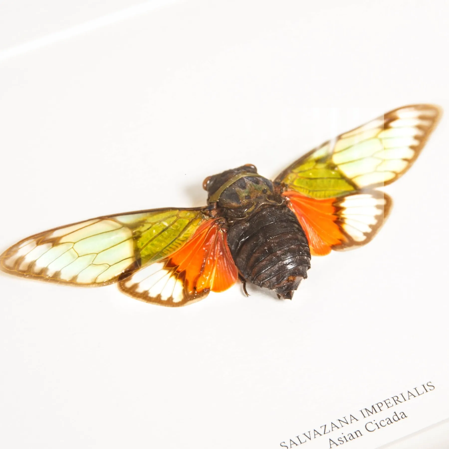 Minibeast Asian Cicada In Box Frame (Salvazana imperialis)