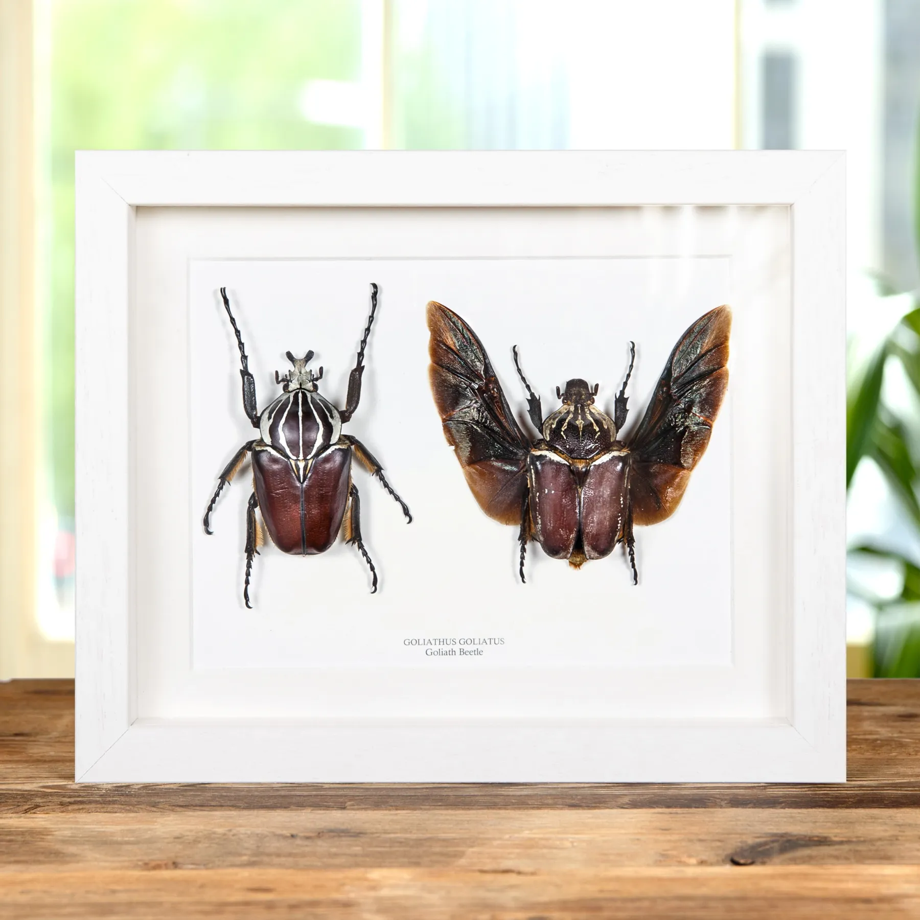 Goliath Beetle Male & Female Pair In Box Frame (Goliathus goliatus) Minibeast Goliath Beetle Male & Female Pair In Box Frame (Goliathus goliatus)