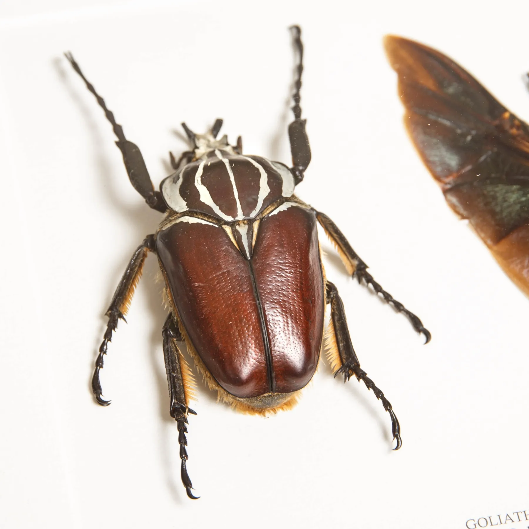 Goliath Beetle Male & Female Pair In Box Frame (Goliathus goliatus) Minibeast Goliath Beetle Male & Female Pair In Box Frame (Goliathus goliatus)