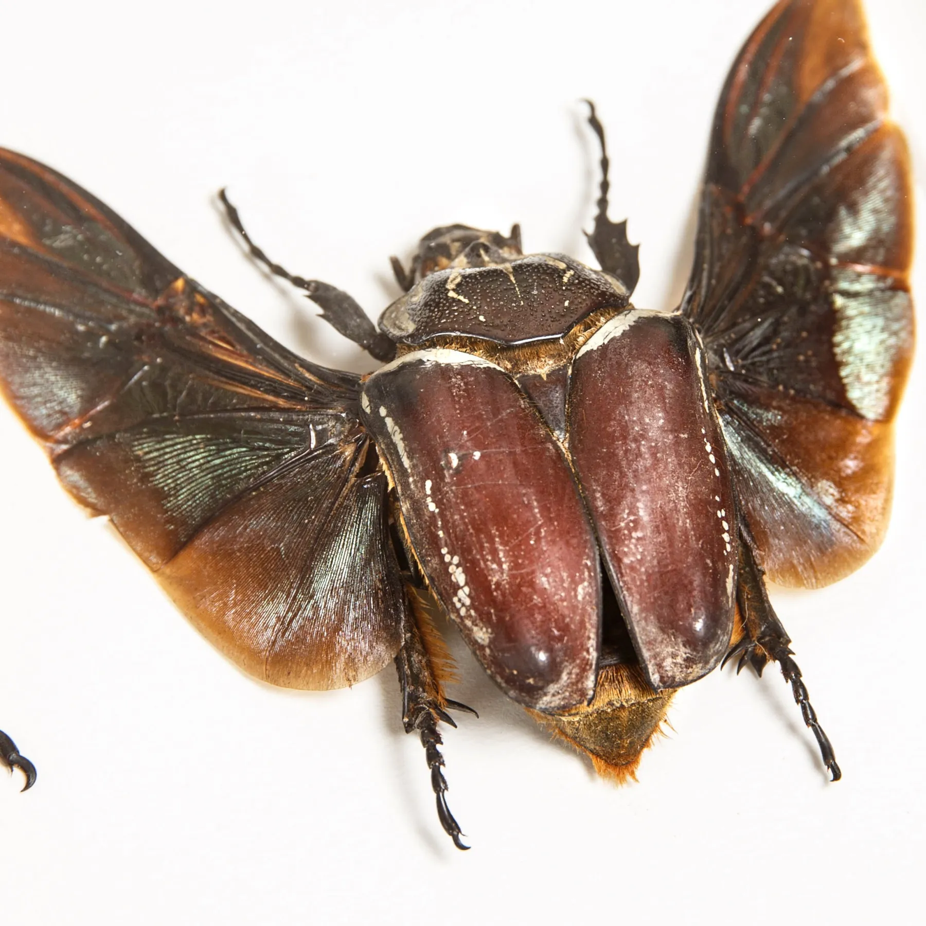 Goliath Beetle Male & Female Pair In Box Frame (Goliathus goliatus) Minibeast Goliath Beetle Male & Female Pair In Box Frame (Goliathus goliatus)