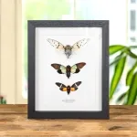 Minibeast Cicada Trio In Box Frame