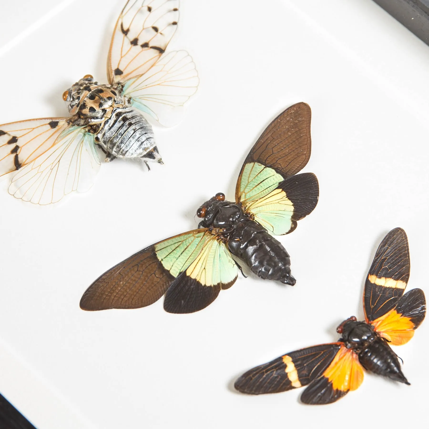 Cicada Trio In Box Frame Cicada Trio In Box Frame