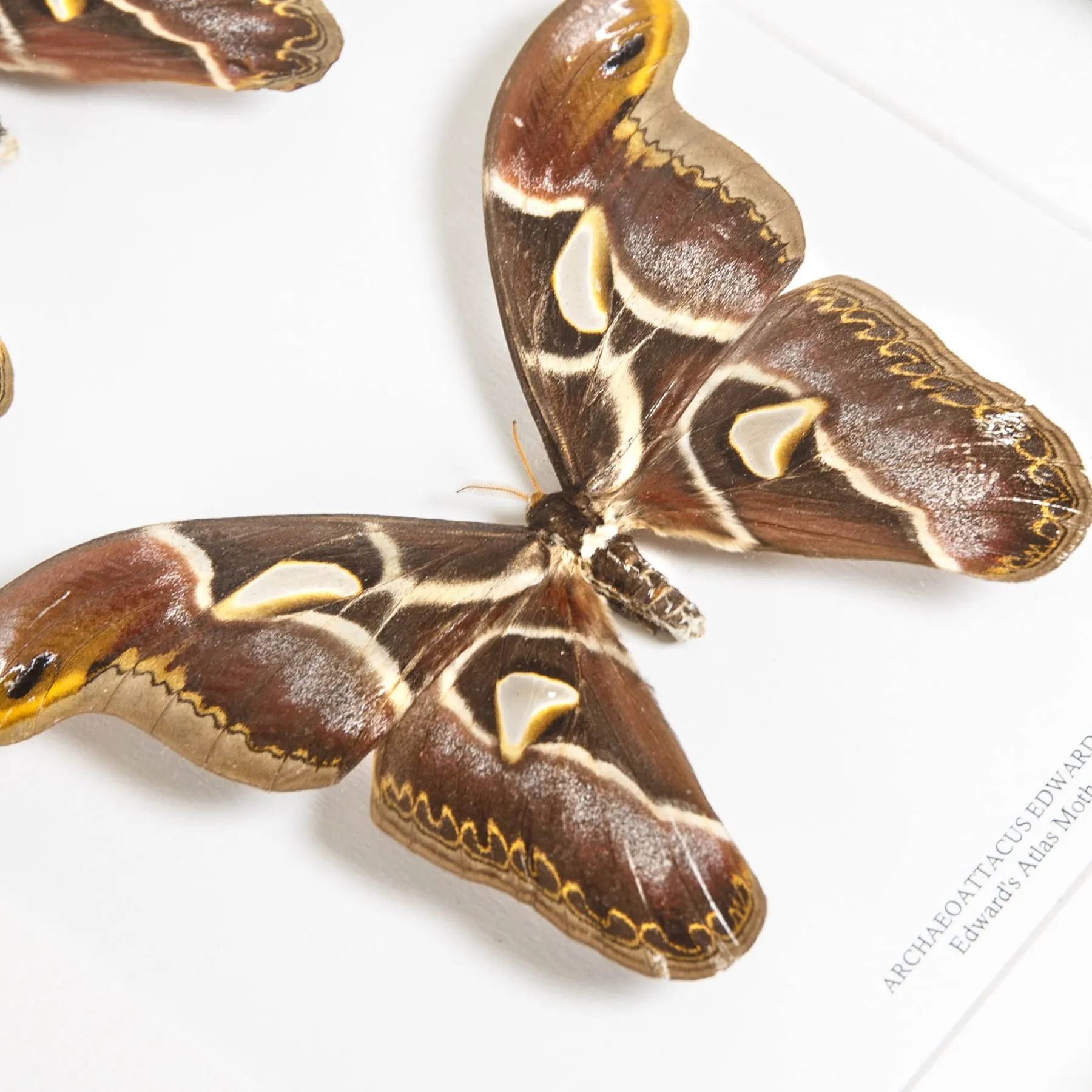 Edward's Atlas Moth Male & Female Pair In Box Frame (Archaeoattacus edwardsii)
