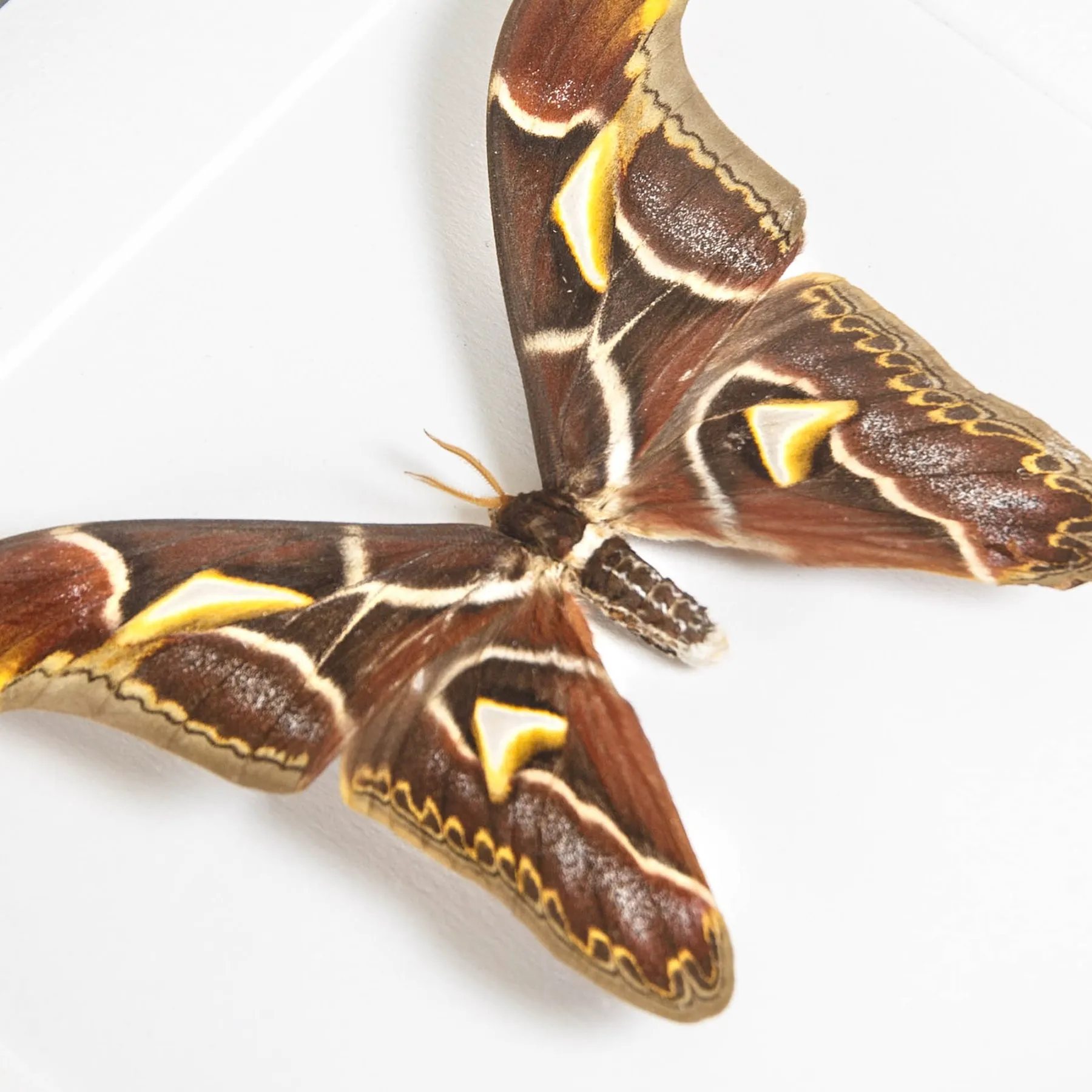 Edward's Atlas Moth Male & Female Pair In Box Frame (Archaeoattacus edwardsii)