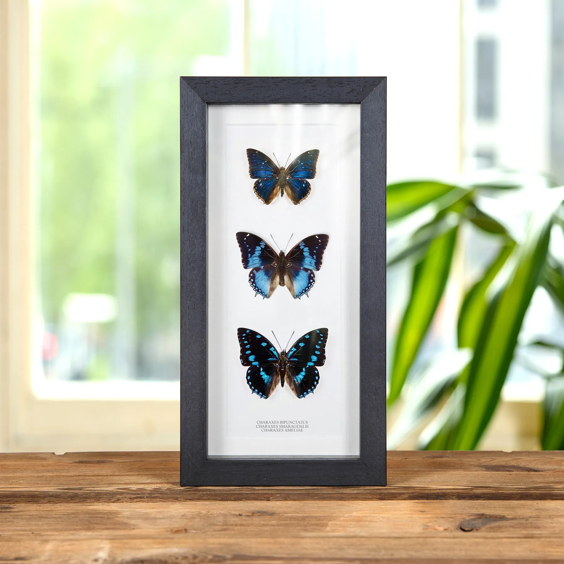 Minibeast Trío de Mariposas Charaxes en marco vitrina (Charaxes Bipunctatus, Smaragdalis y Ameliae)