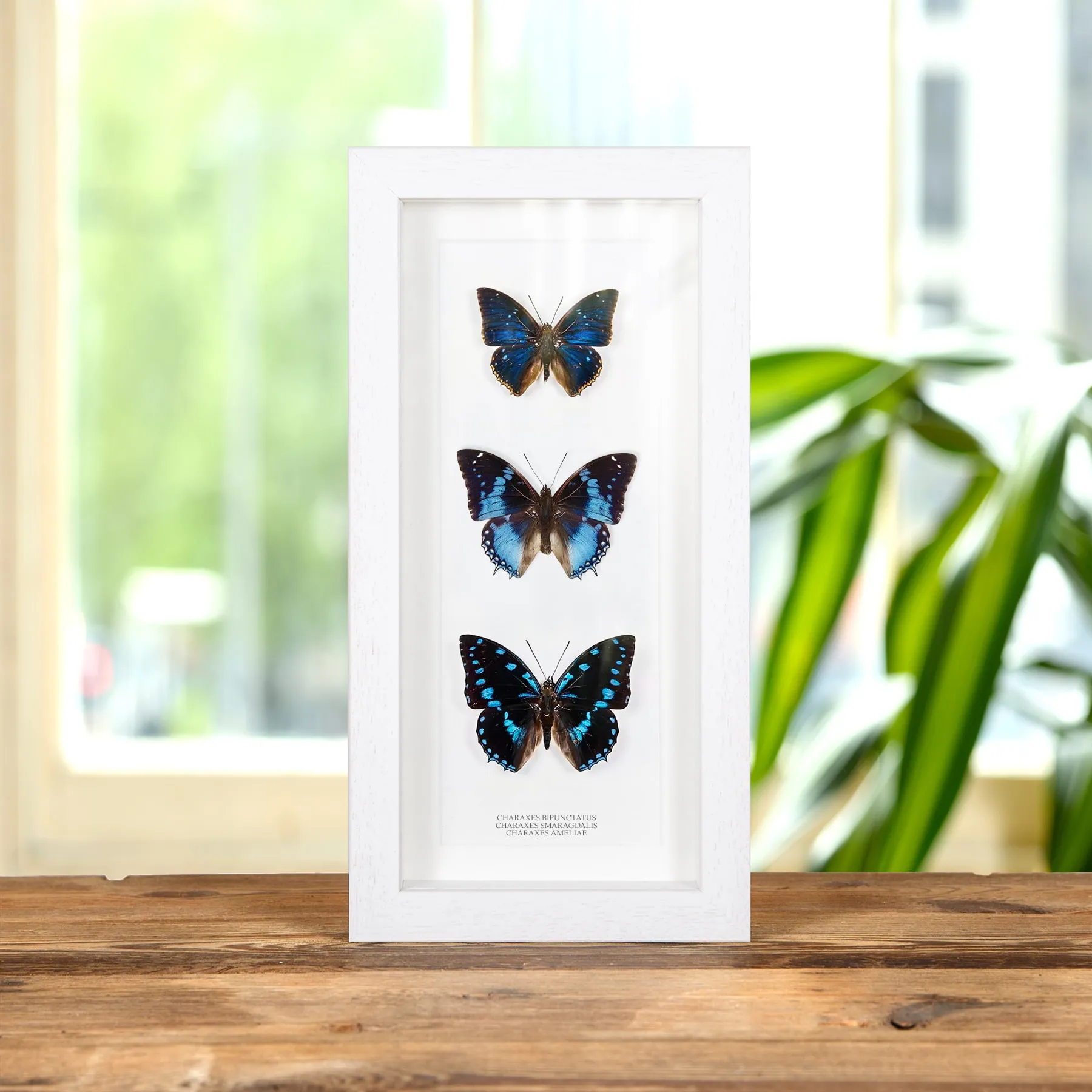Minibeast Trío de Mariposas Charaxes en marco vitrina (Charaxes Bipunctatus, Smaragdalis y Ameliae)