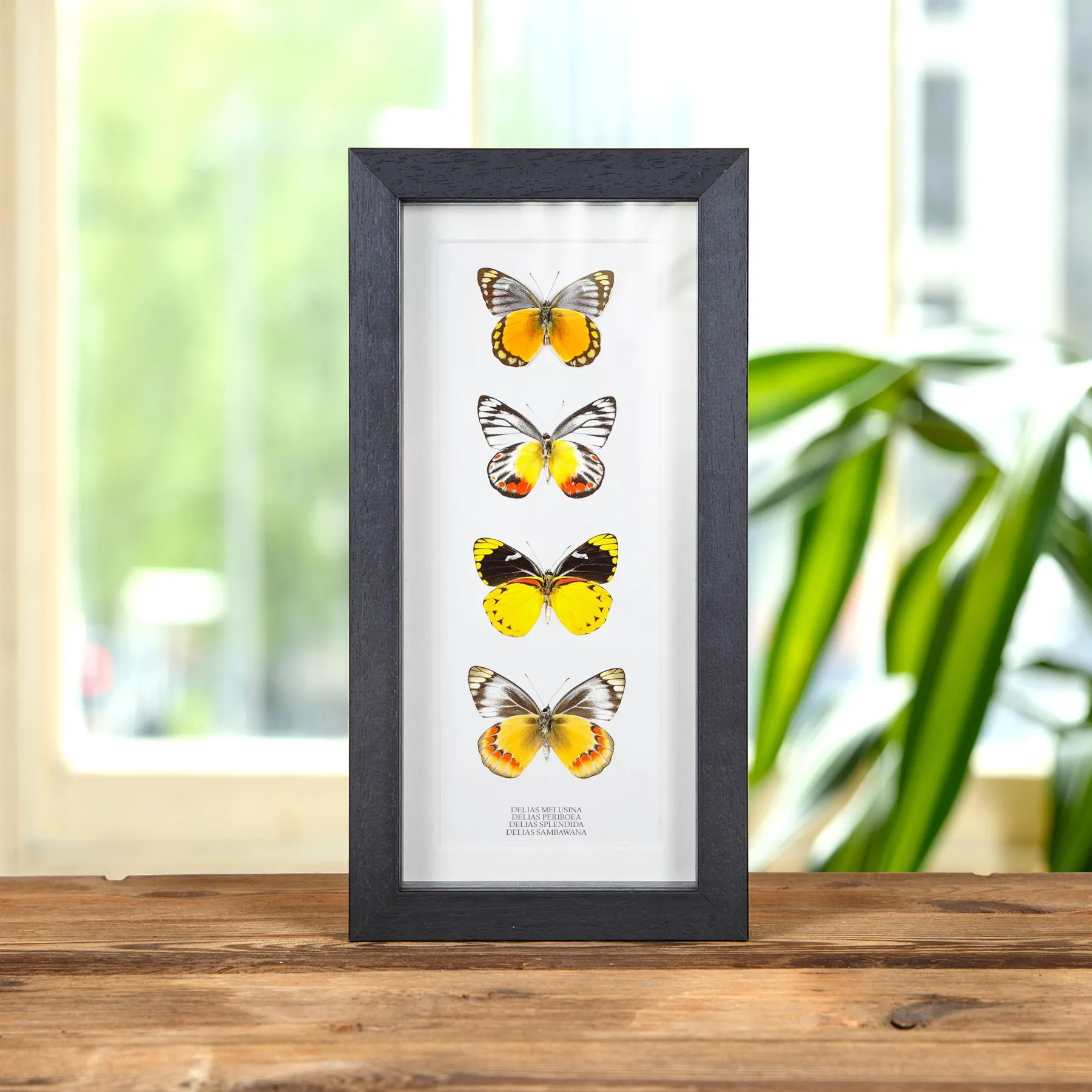 Minibeast Delias πεταλούδα Quartet σε Κορνίζα (Delias melusina, Splendida, Sambawana και Periboea)