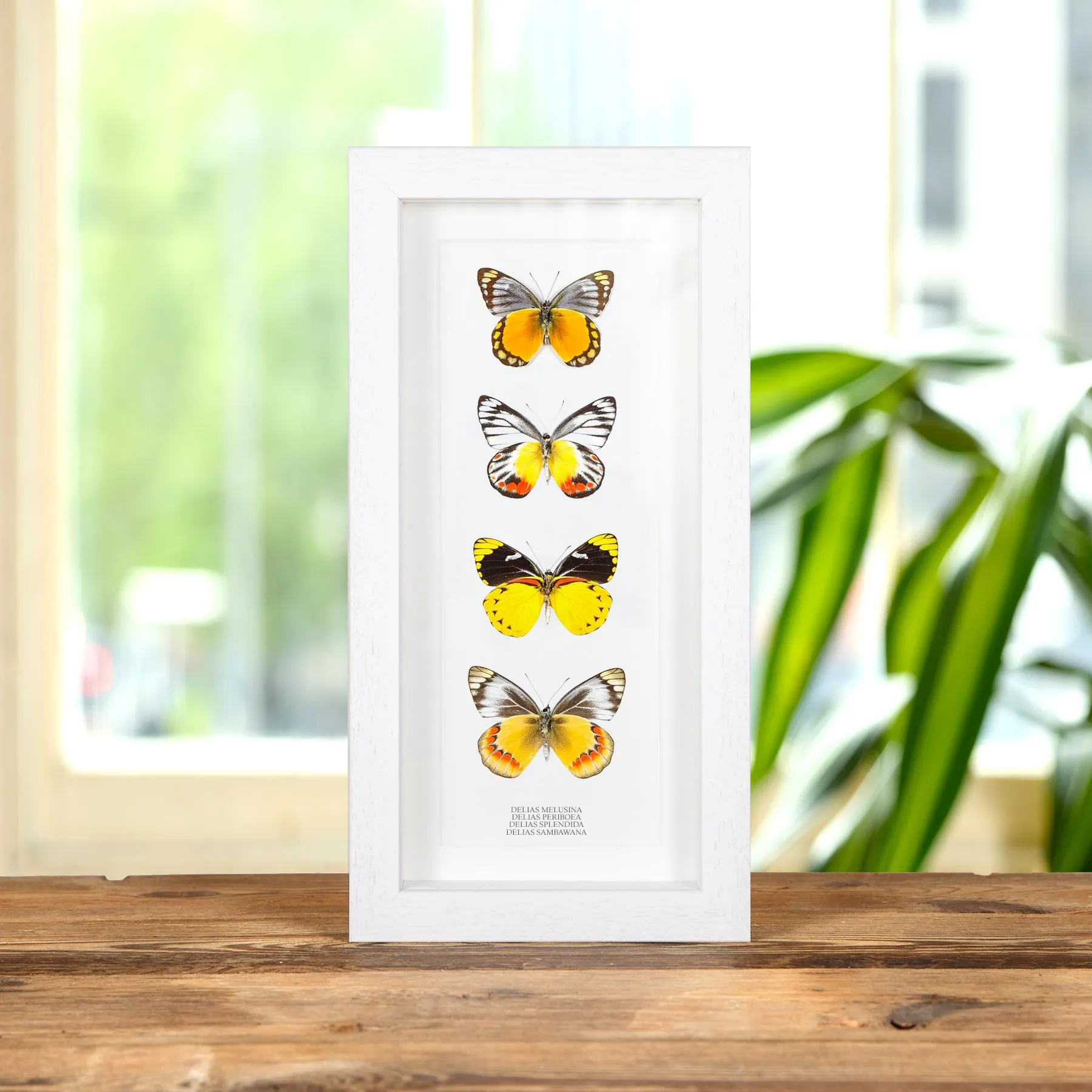Minibeast Delias πεταλούδα Quartet σε Κορνίζα (Delias melusina, Splendida, Sambawana και Periboea)