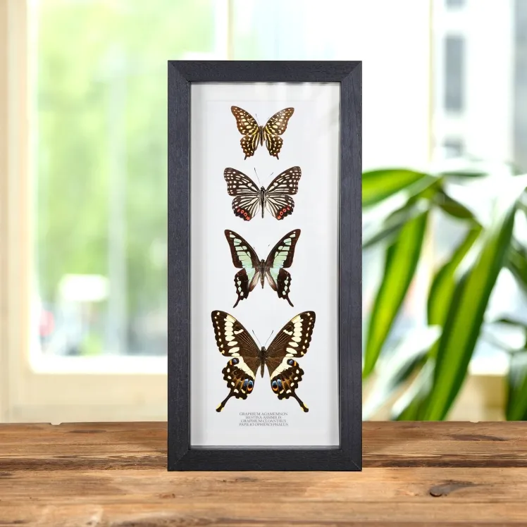 Mixed Butterfly Quartet In Box Frame