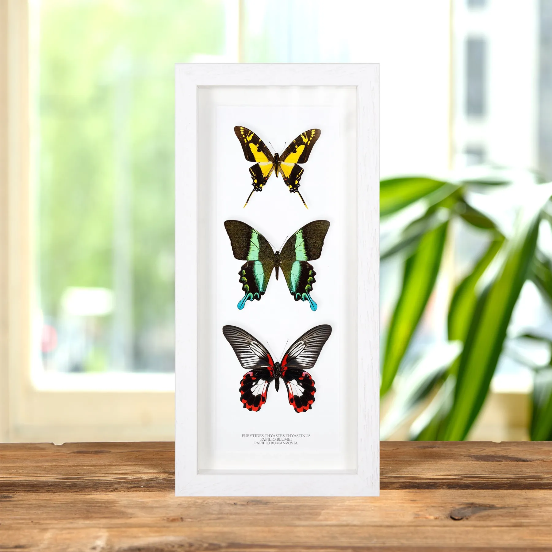 Minibeast Mixed Butterfly Trio In Box Frame (Eurytides thyastes thyastinus, Papilio blumei & rumanzovia)