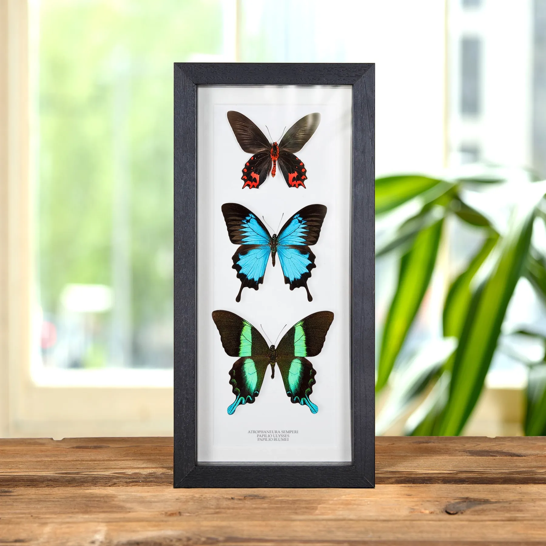 Minibeast Trío de Mariposas en marco vitrina (Papilio Blumei, Ulysses y Atrophaneura Semperi)