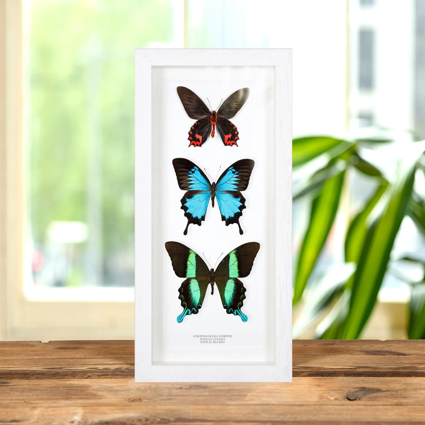 Minibeast Trío de Mariposas en marco vitrina (Papilio Blumei, Ulysses y Atrophaneura Semperi)