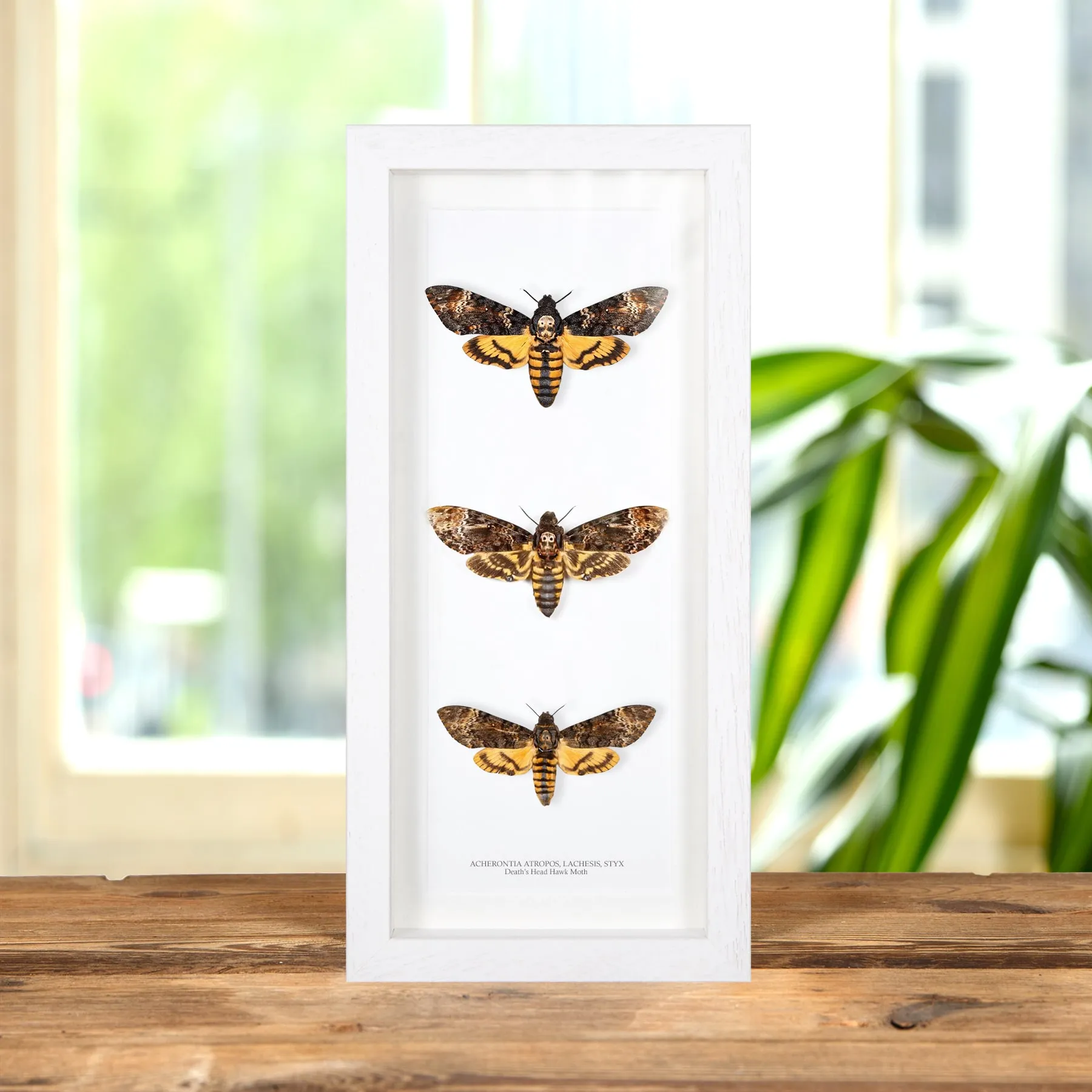 Triple Death's Head Hawk Moth Frame