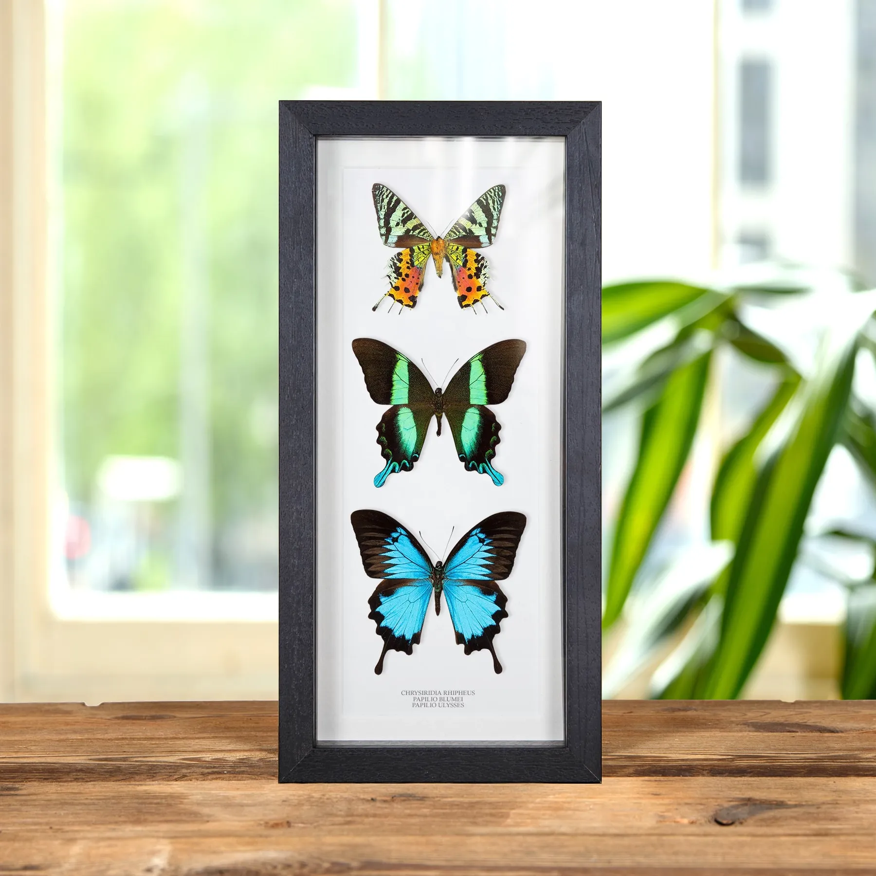 Minibeast Mariposa y Polilla Trio Frame (Chrysiridia Rhipheus, Papilio Ulysses y Blumei)