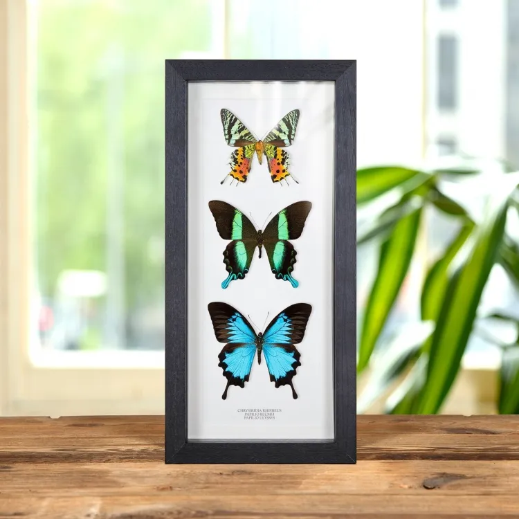 Butterfly & Moth Trio Frame (Chrysiridia rhipheus, Papilio ulysses & blumei)