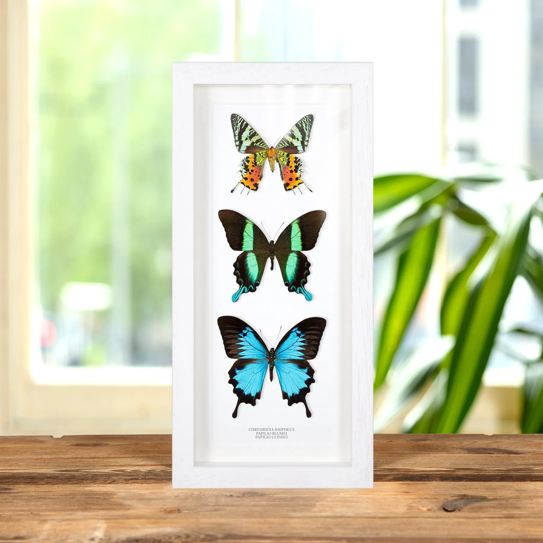 Minibeast Mariposa y Polilla Trio Frame (Chrysiridia Rhipheus, Papilio Ulysses y Blumei)