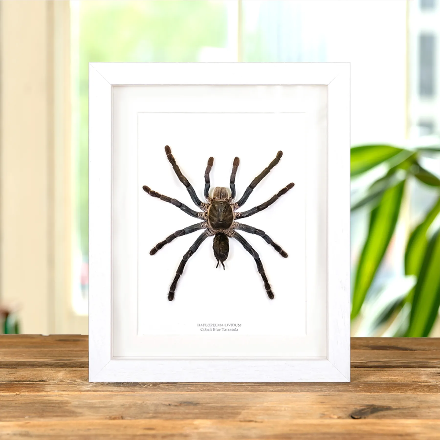 Cobalt Blue Tarantula In Box Frame (Haplopelma lividum) Minibeast Cobalt Blue Tarantula In Box Frame (Haplopelma lividum)