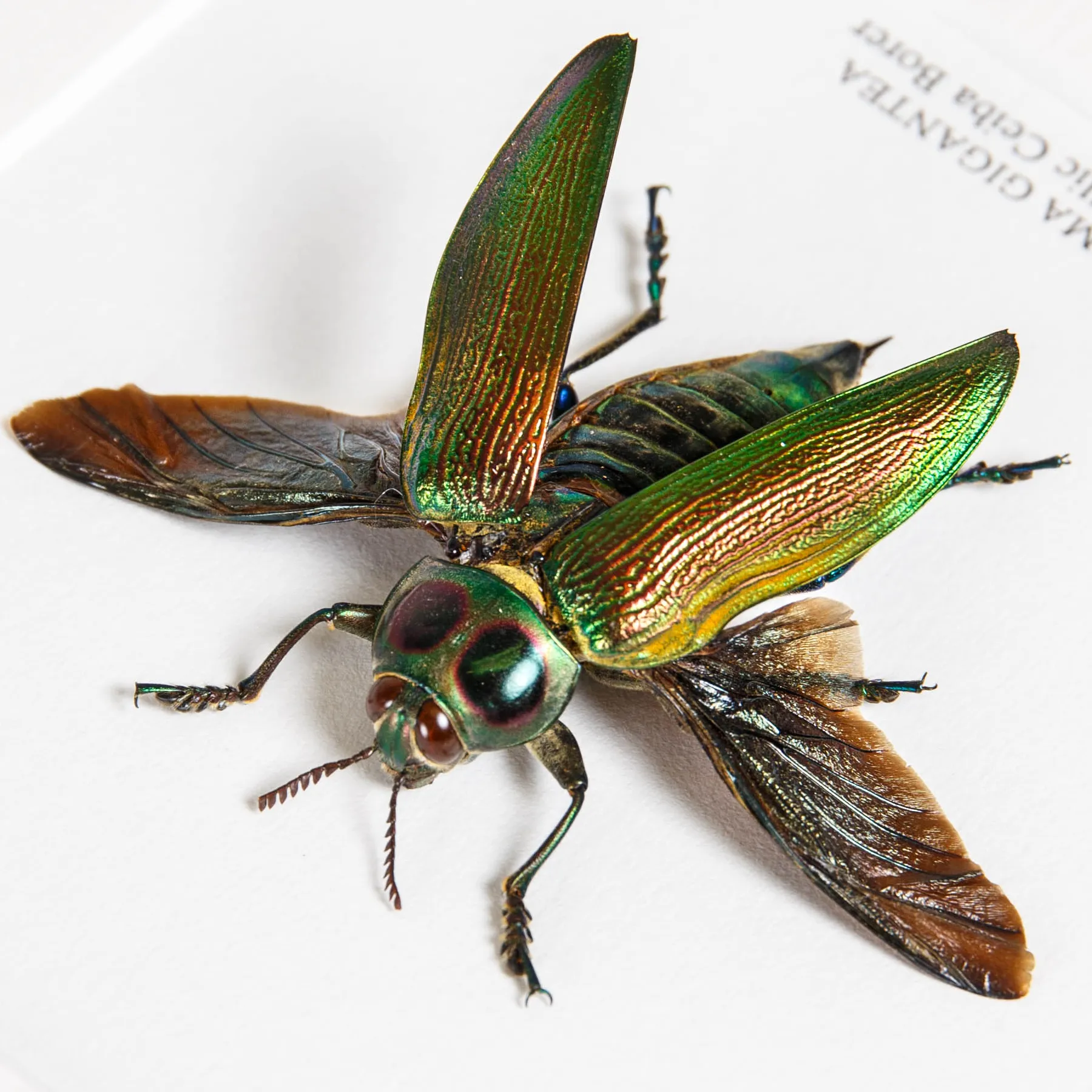 Giant Metallic Ceiba Borer with Wings Spread In Box Frame (Euchroma gigantea) Minibeast Giant Metallic Ceiba Borer with Wings Spread In Box Frame (Euchroma gigantea)